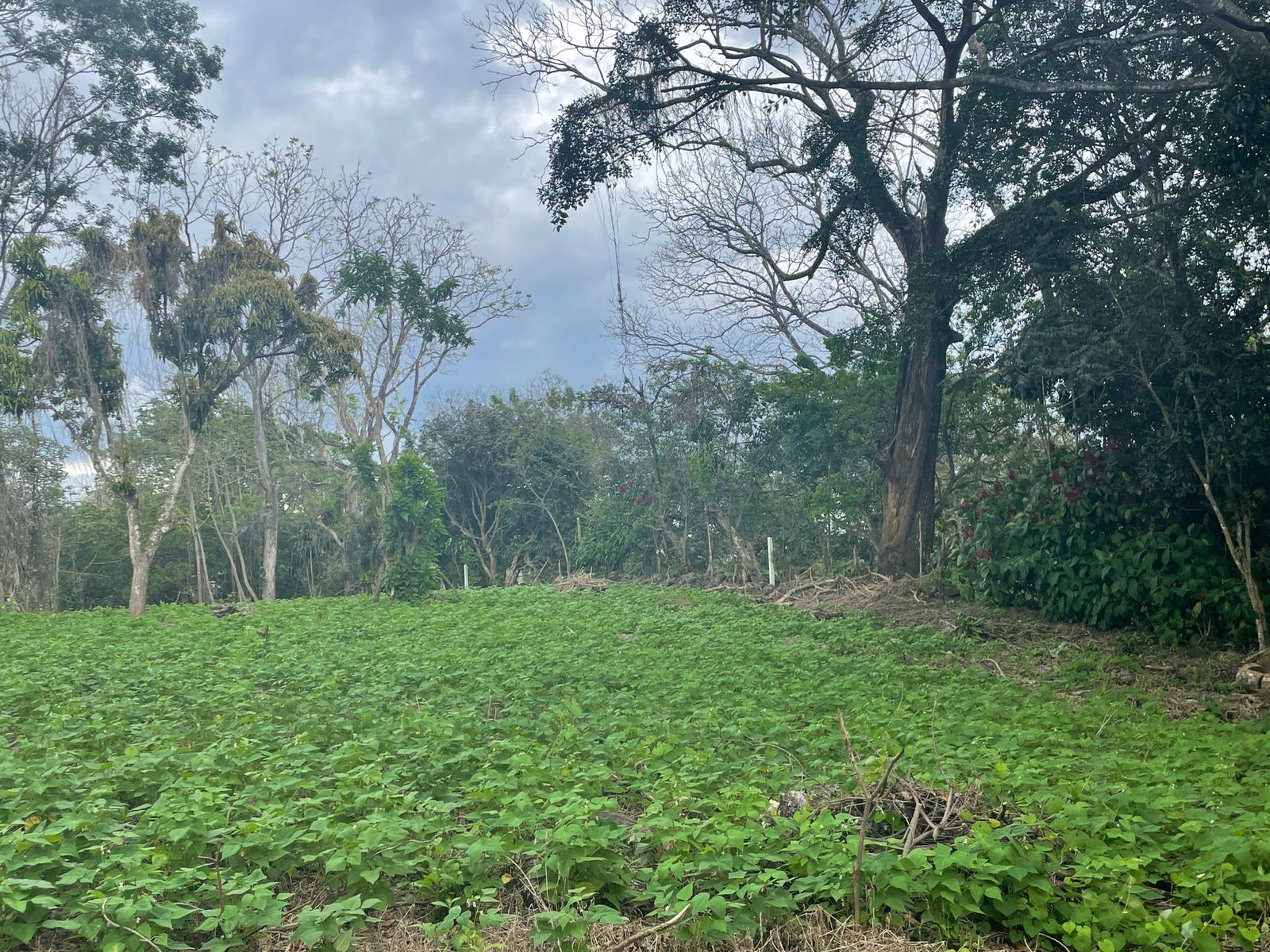 0 bed Land For Sale in Atenas, Alajuela - thumb 4