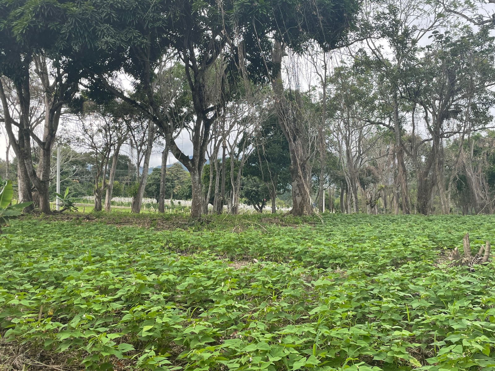 0 bed Land For Sale in Atenas, Alajuela - thumb 5