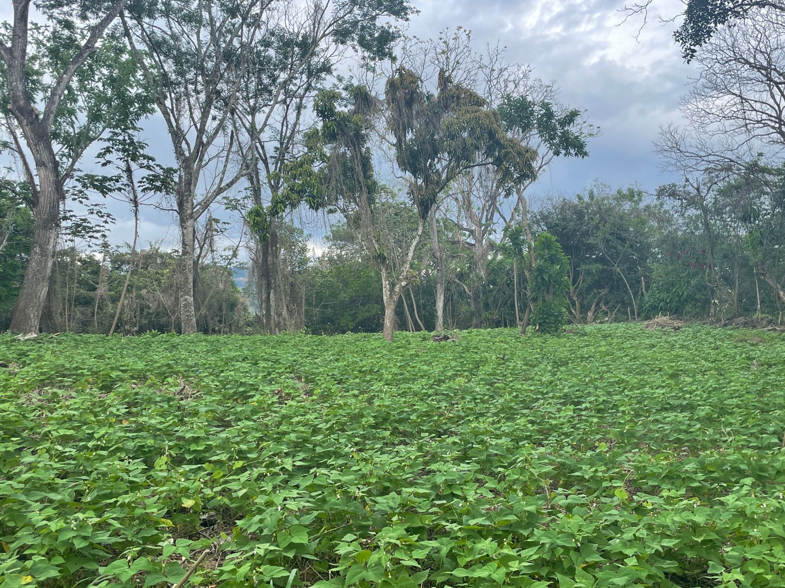 0 bed Land For Sale in Atenas, Alajuela - thumb 2