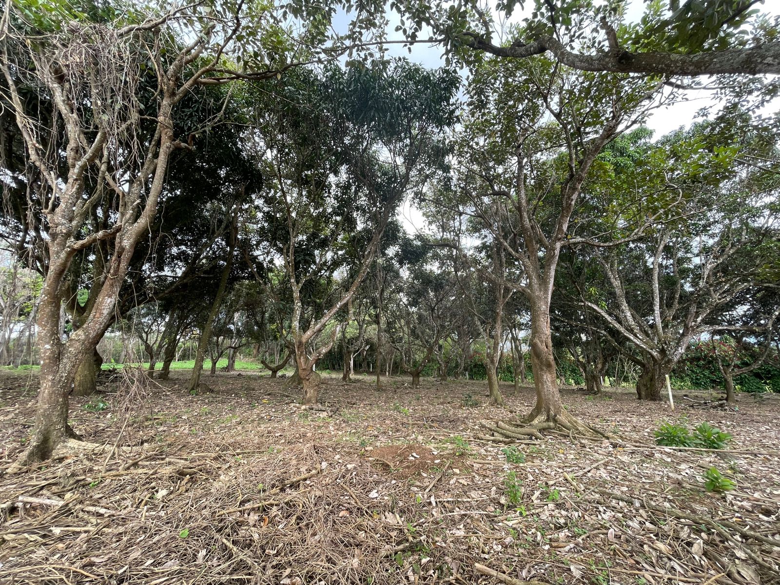 0 bed Land For Sale in Atenas, Alajuela - thumb 15