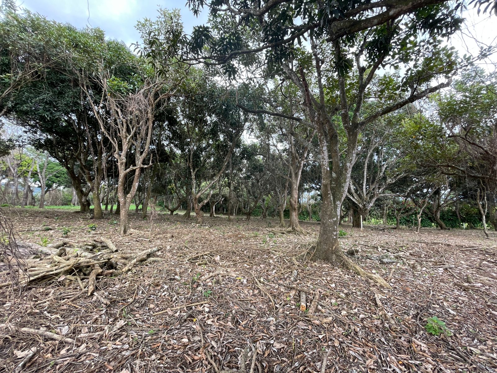 0 bed Land For Sale in Atenas, Alajuela - thumb 12