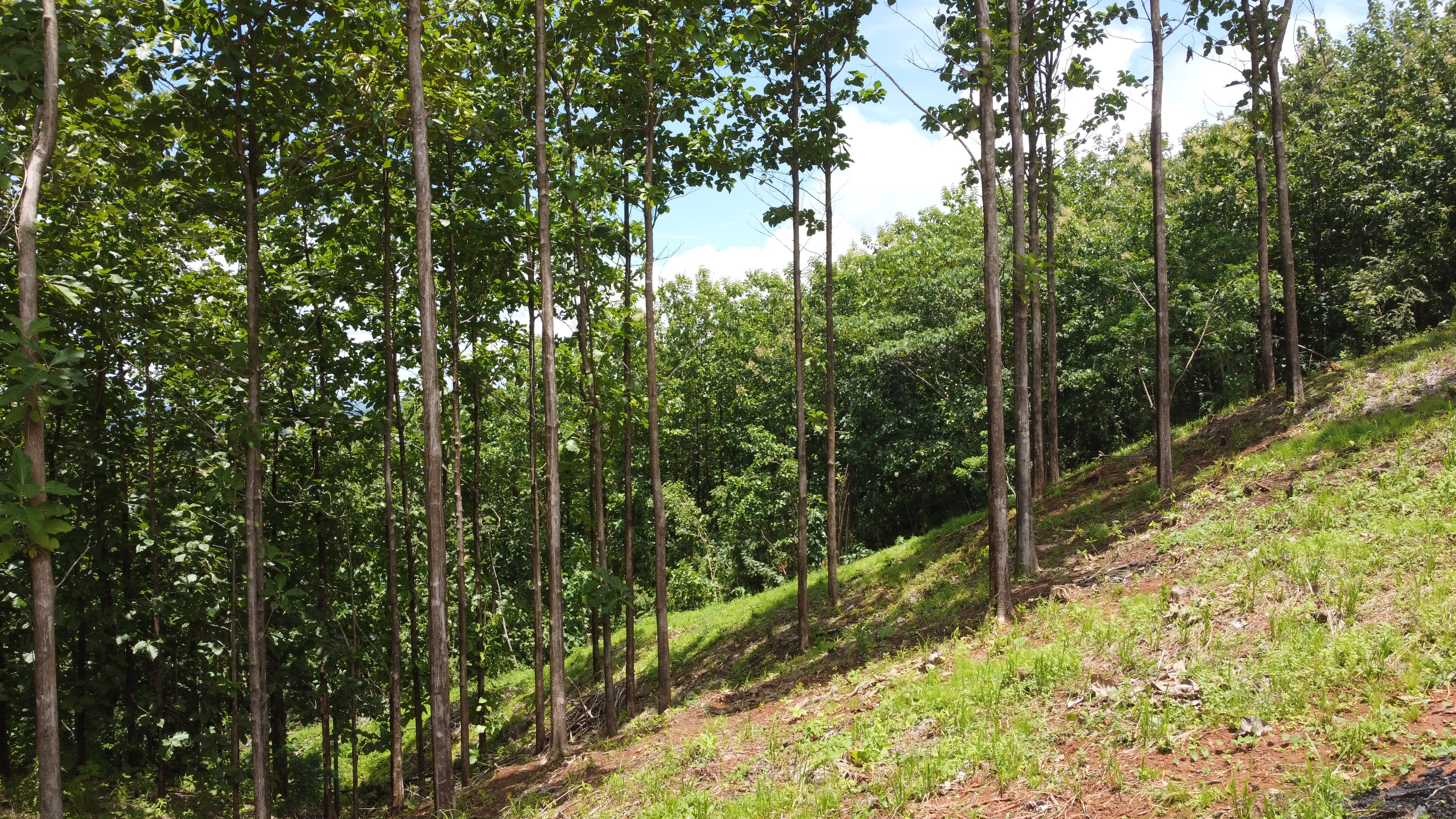 0 bed Land For Sale in Samara, Guanacaste - thumb 17