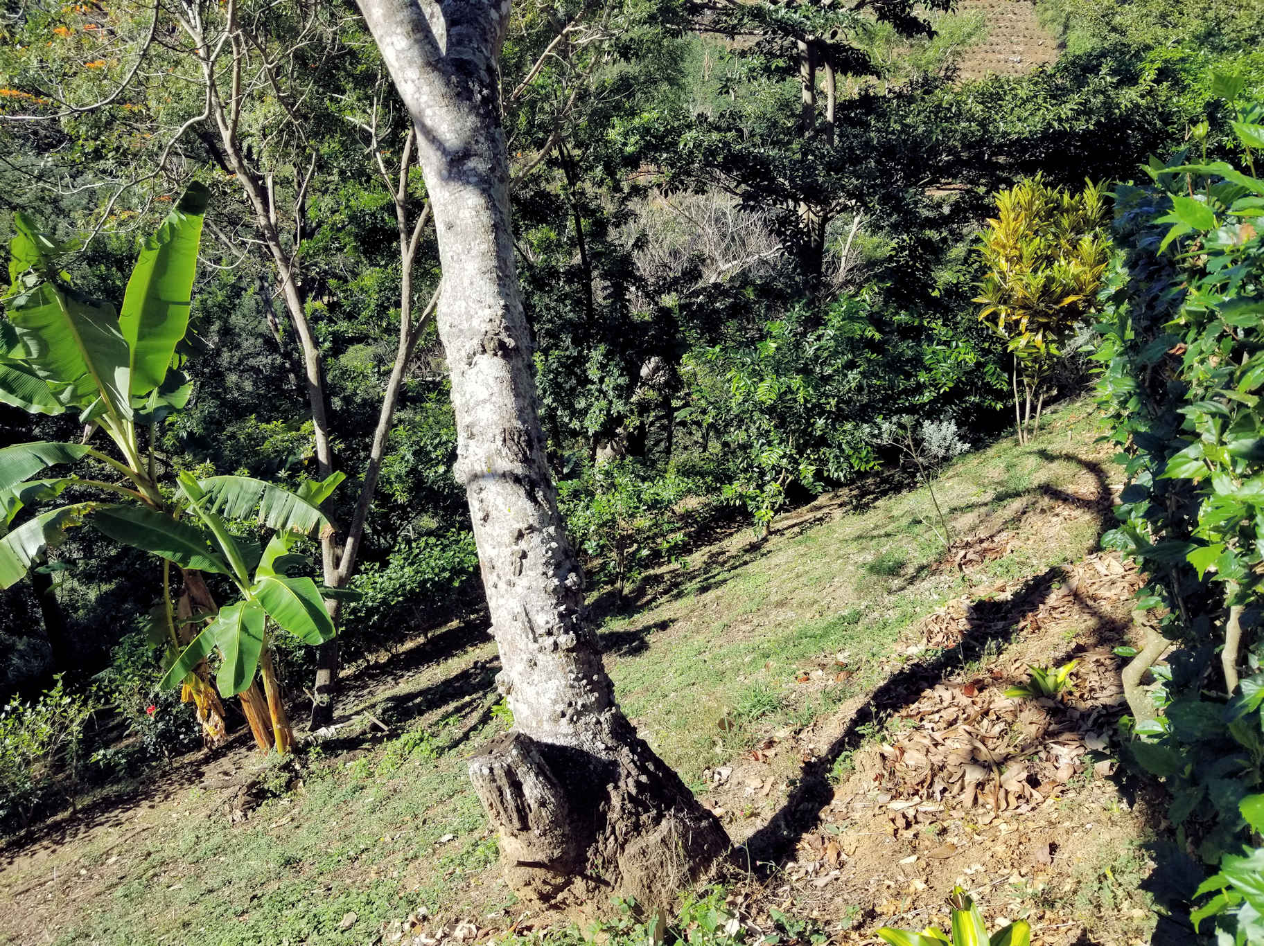 0 bed Land For Sale in Atenas, Alajuela - thumb 14