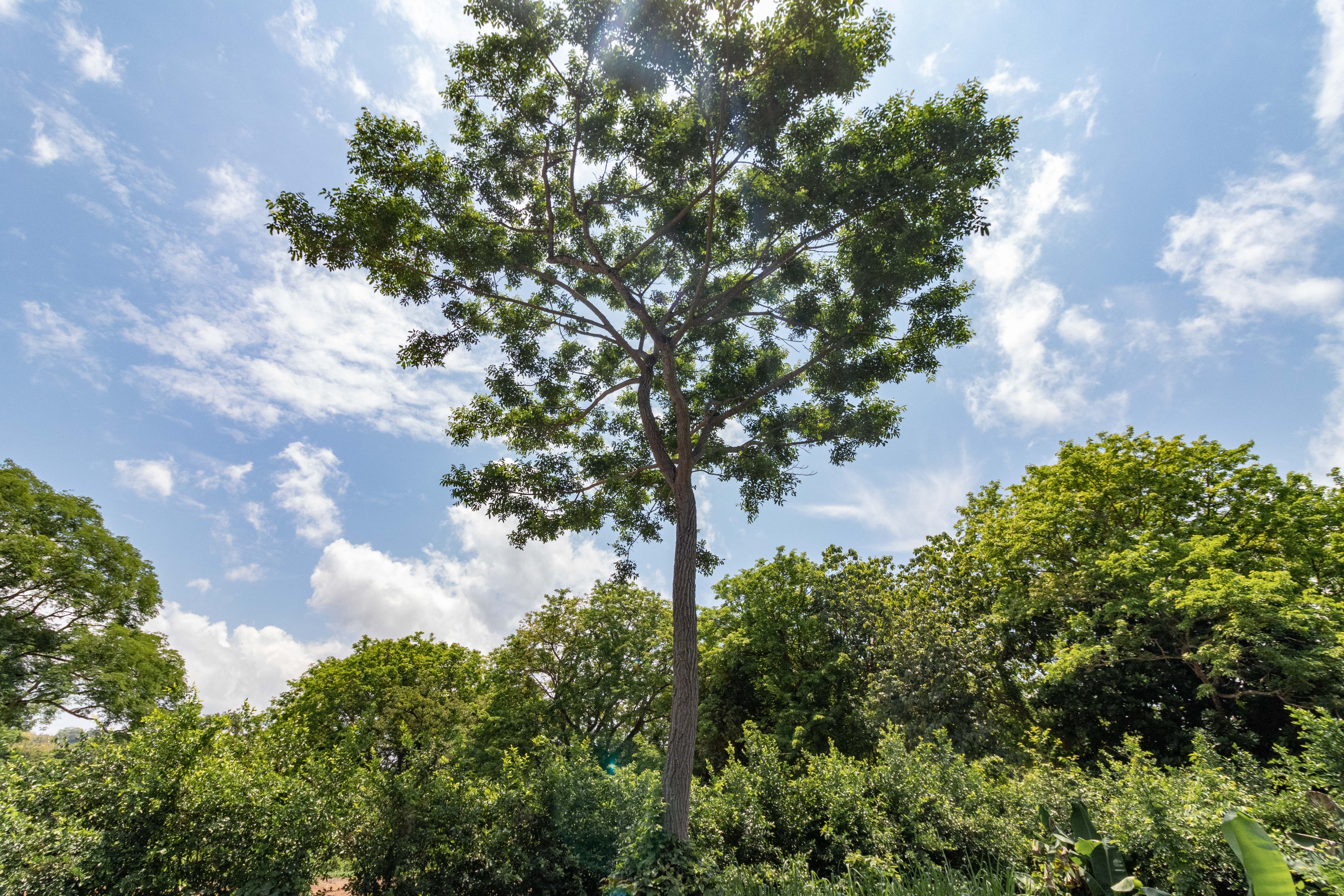 0 bed Land For Sale in Nosara, Guanacaste - thumb 4