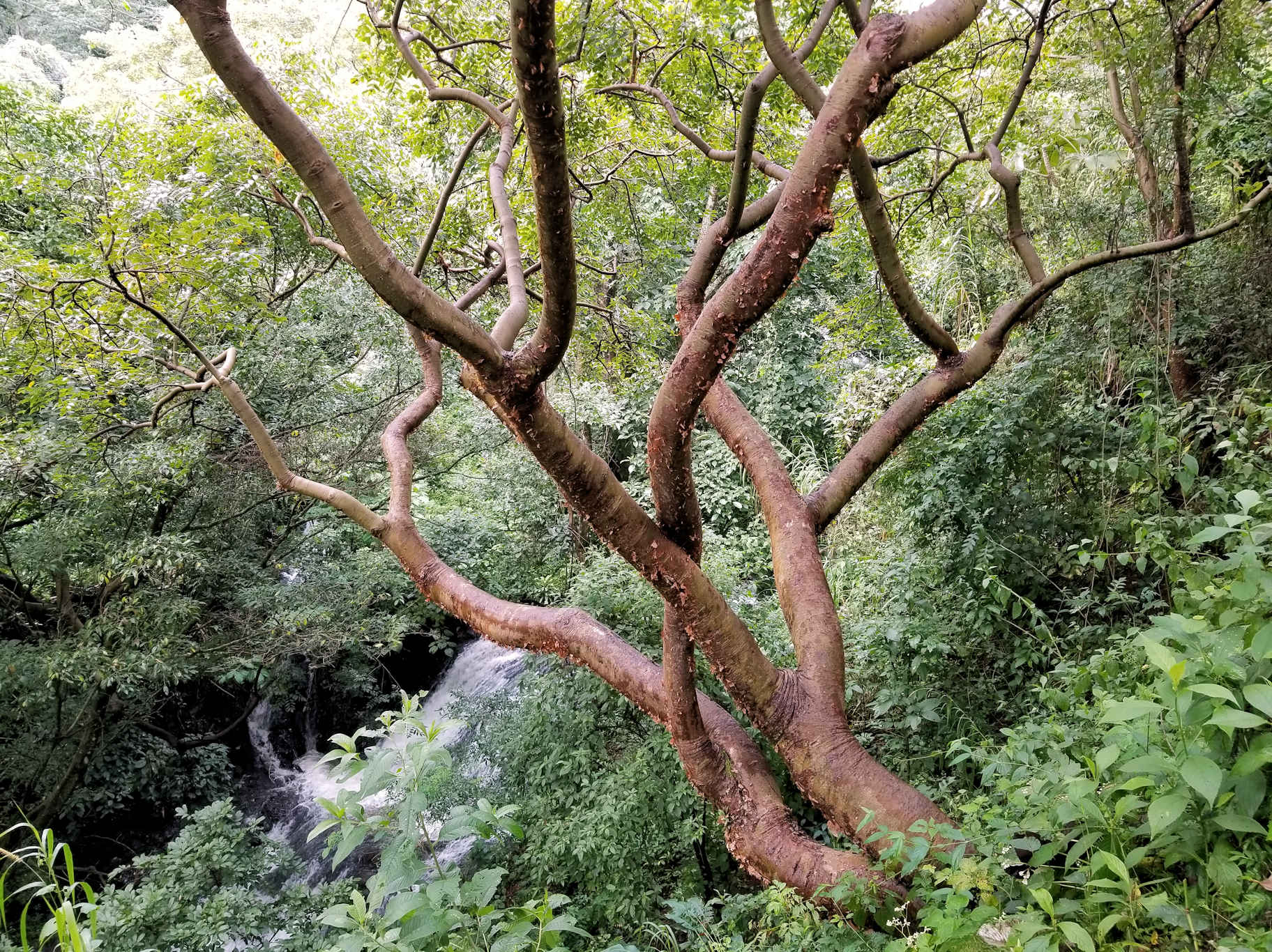 0 bed Land For Sale in Atenas, Alajuela - thumb 16