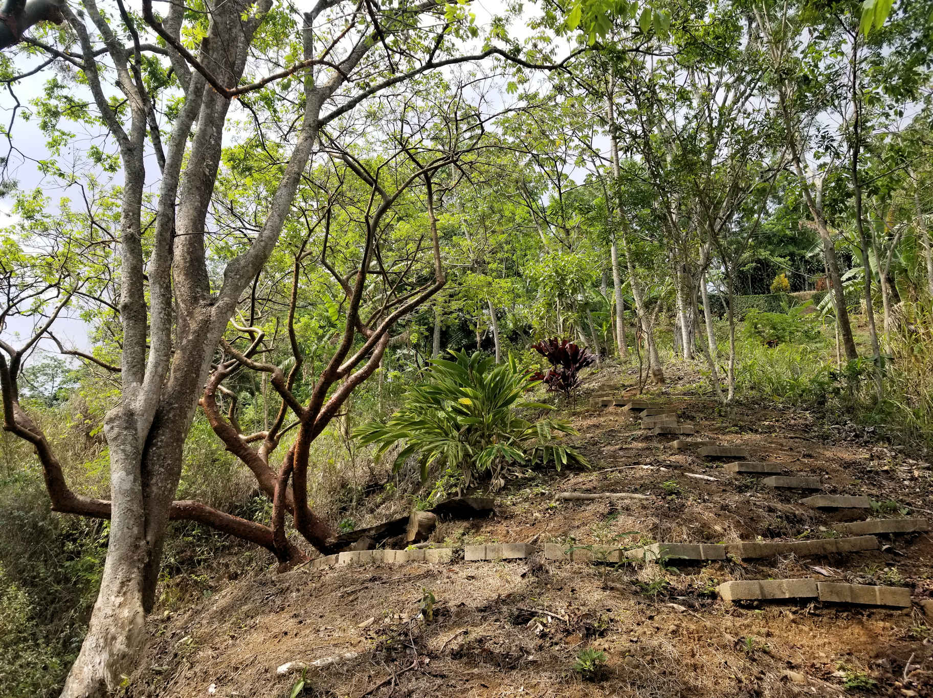 0 bed Land For Sale in Atenas, Alajuela - thumb 18