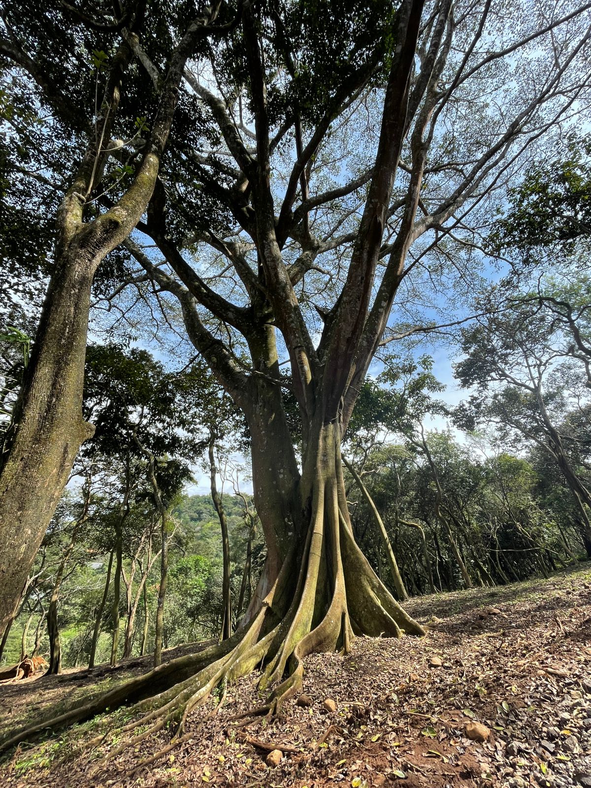 0 bed Land For Sale in Atenas, Alajuela - thumb 3