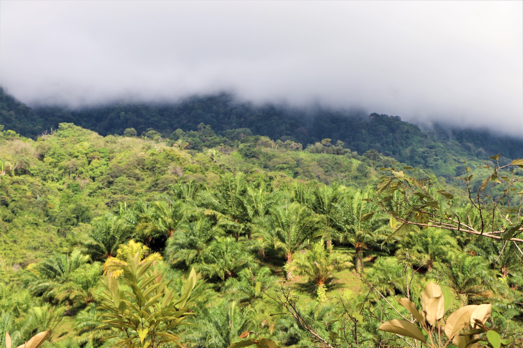 0 bed Land For Sale in Ojochal, Puntarenas - thumb 12