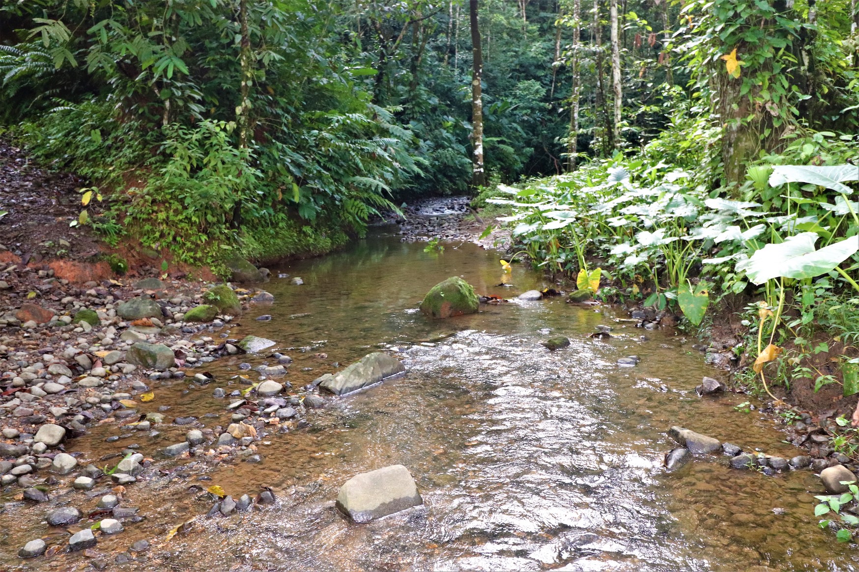 0 bed Land For Sale in Ojochal, Puntarenas - thumb 17