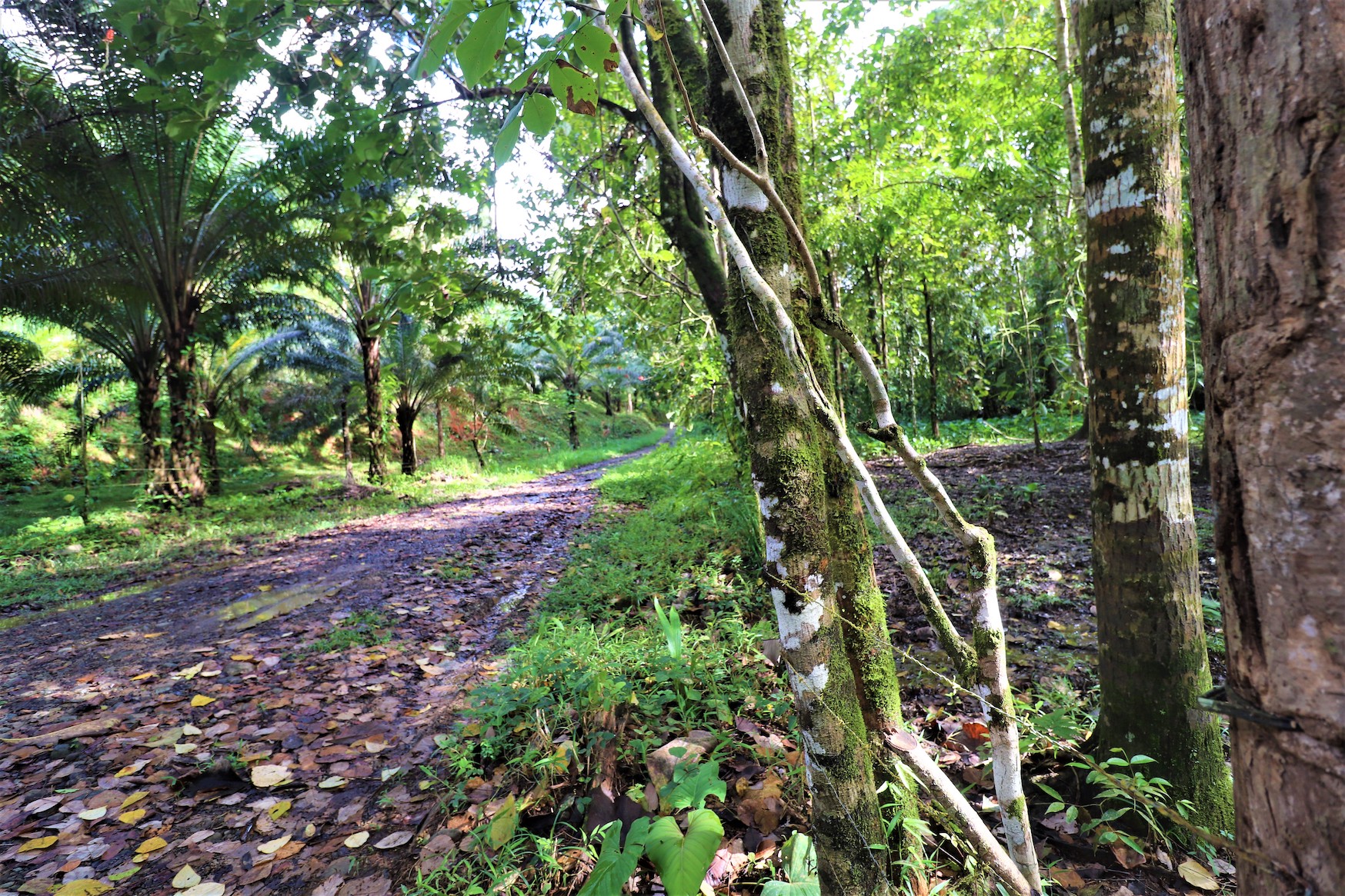 0 bed Land For Sale in Ojochal, Puntarenas - thumb 15