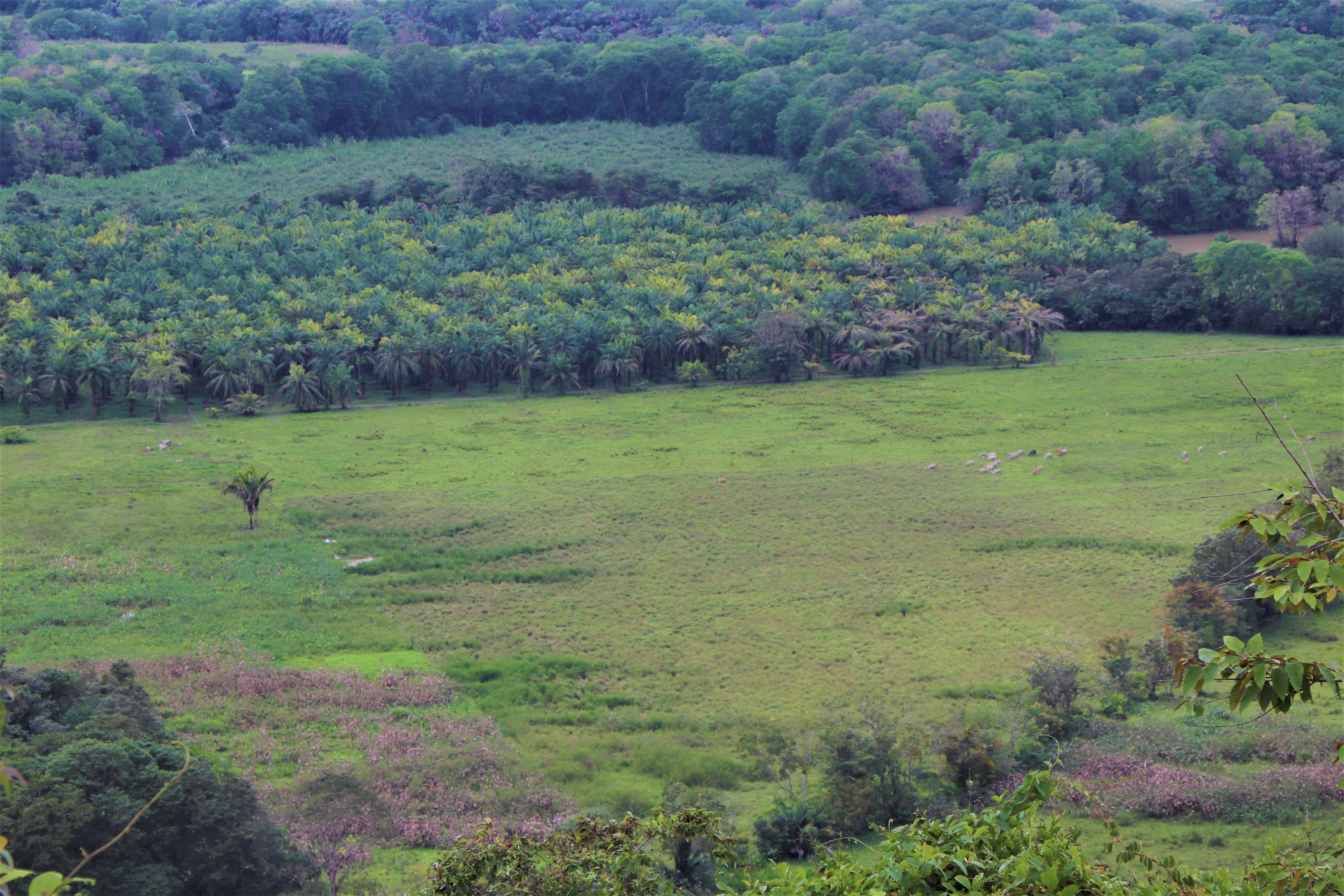 0 bed Land For Sale in Ciudad Cortes, Puntarenas - thumb 17