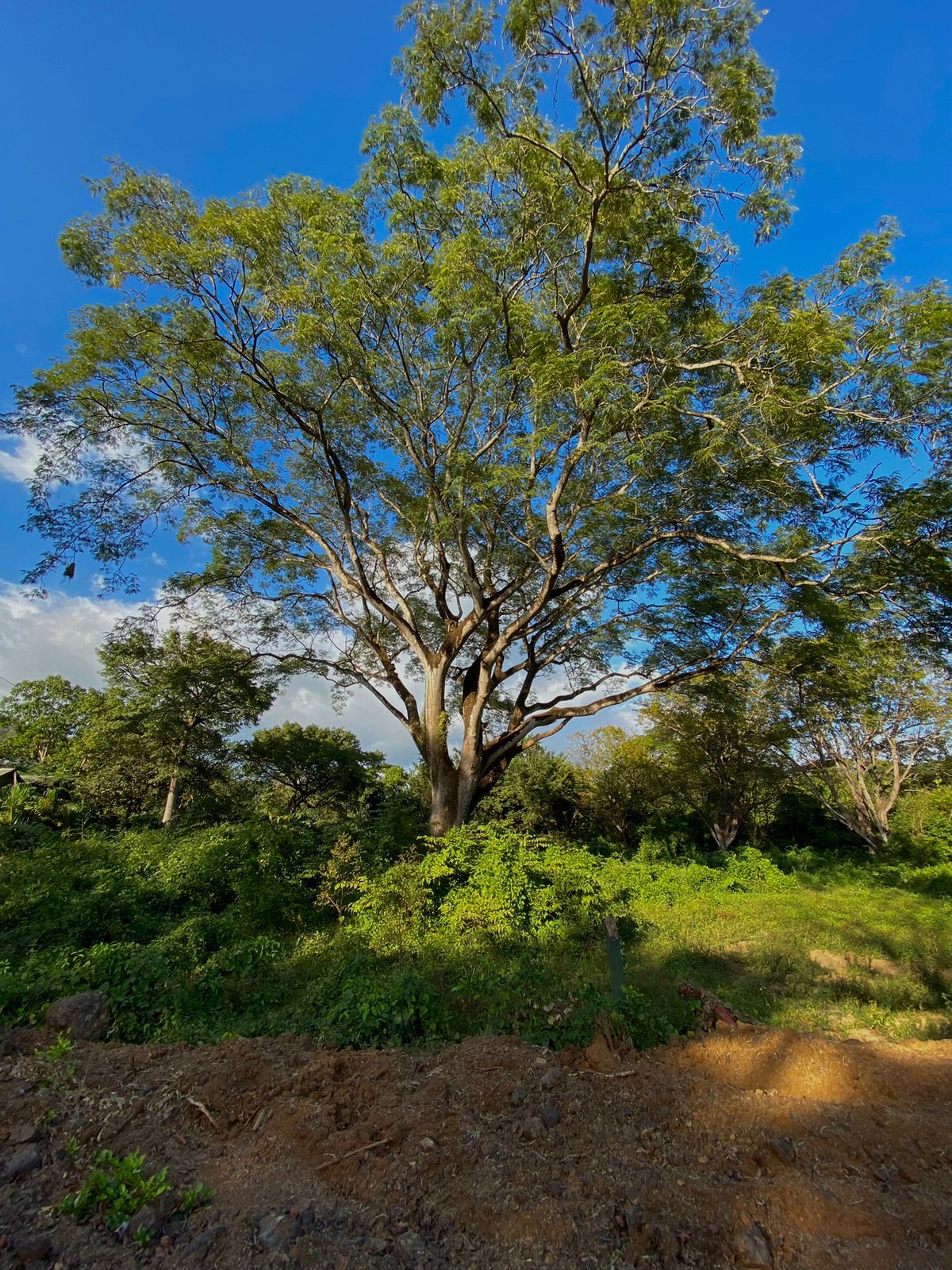 0 bed Land For Sale in Nosara, Guanacaste - thumb 5
