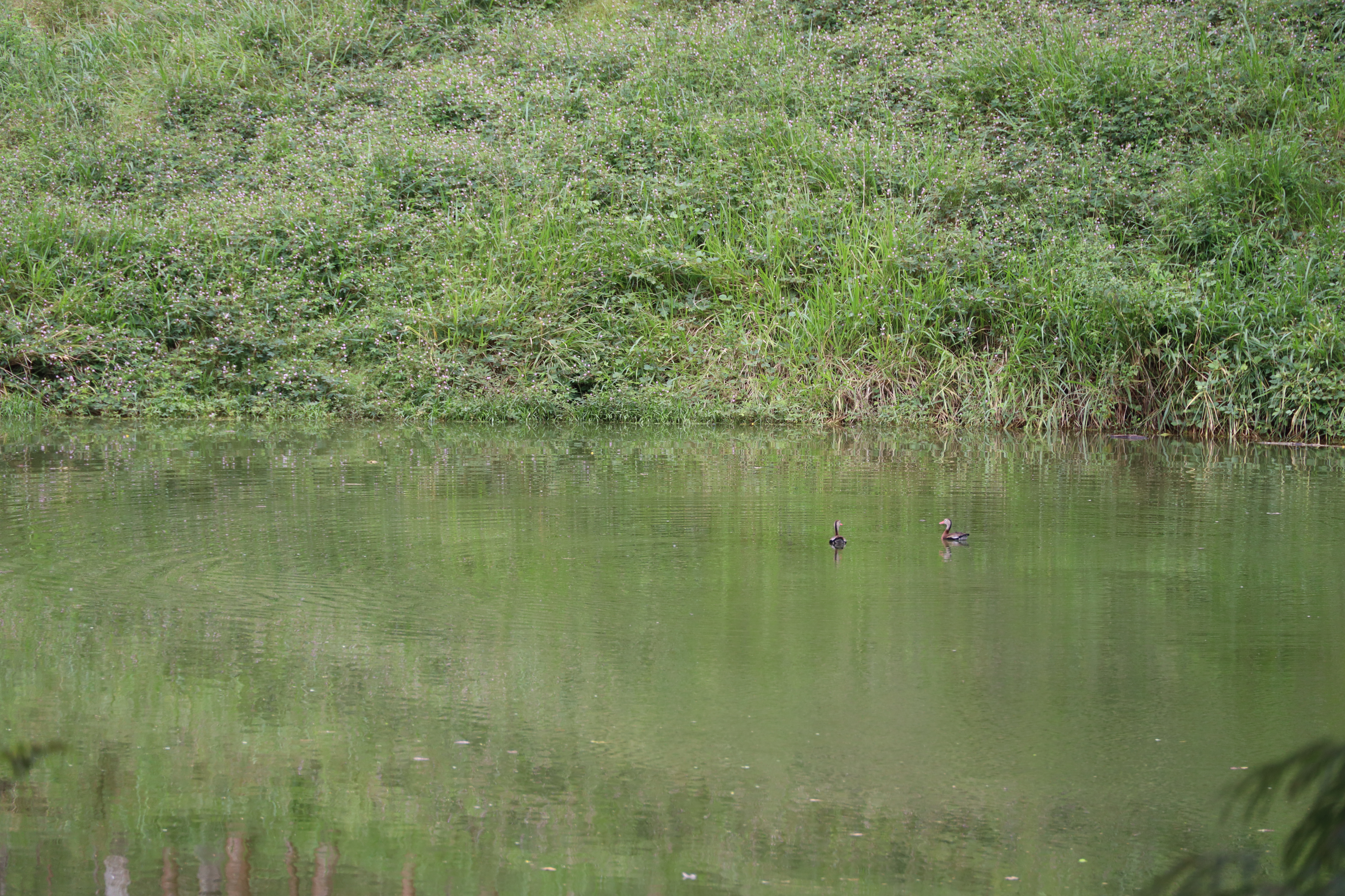 0 bed Land For Sale in San Isidro de El General, Puntarenas - thumb 13