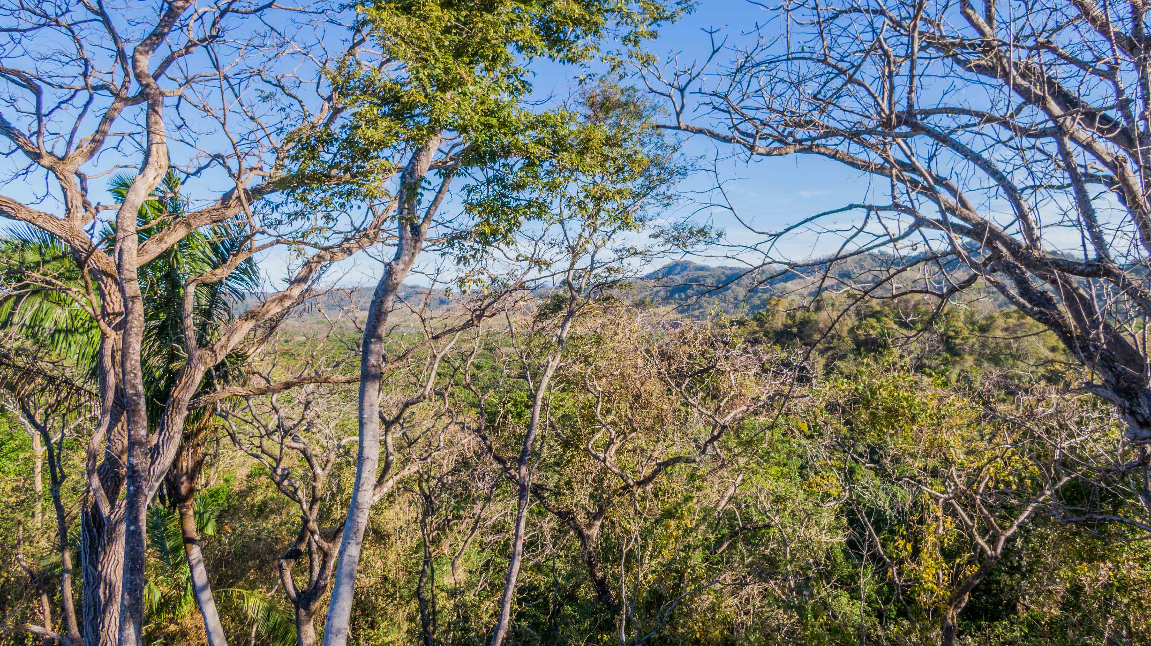 0 bed Land For Sale in Nosara, Guanacaste - thumb 4