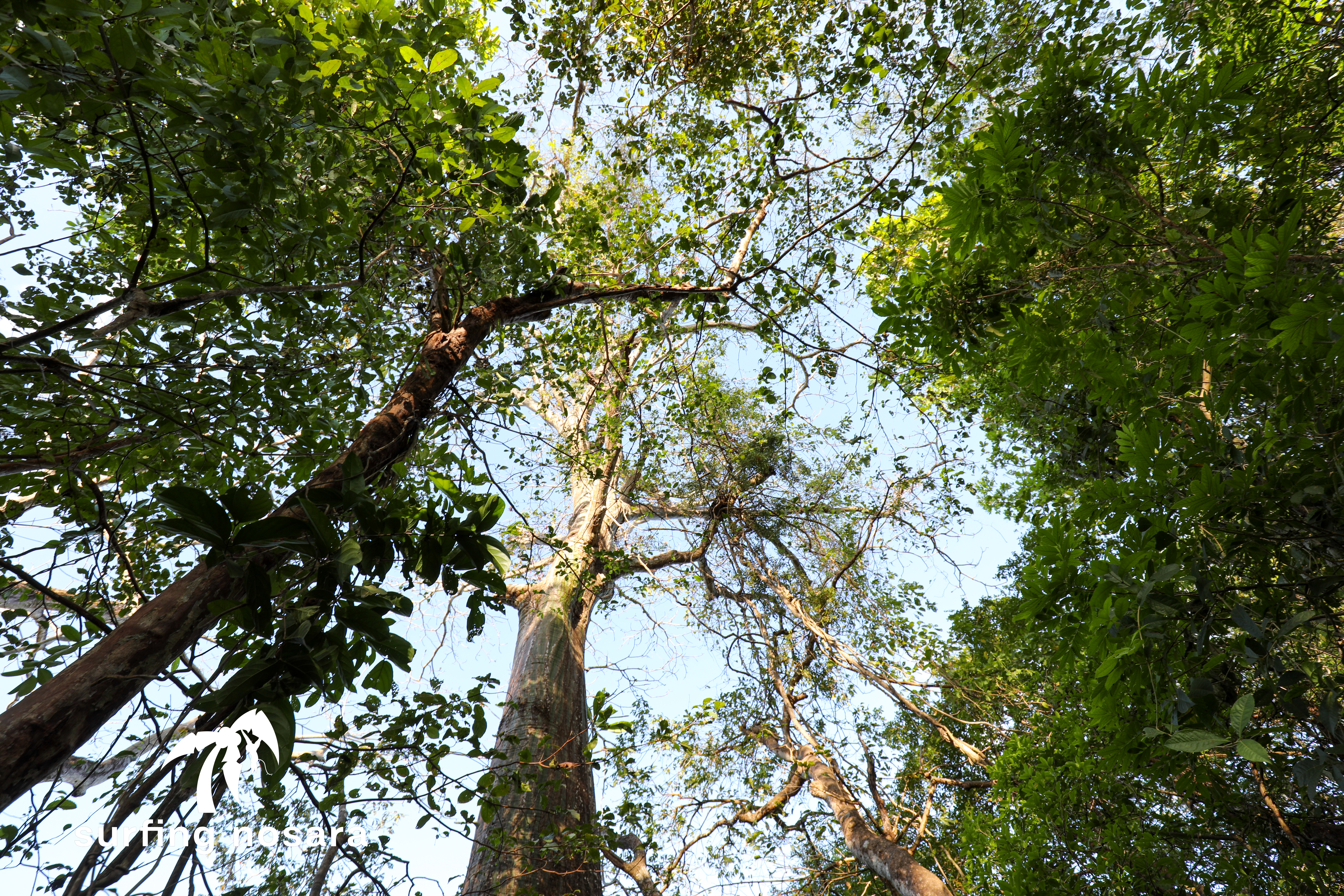 0 bed Land For Sale in Nosara, Guanacaste - thumb 10