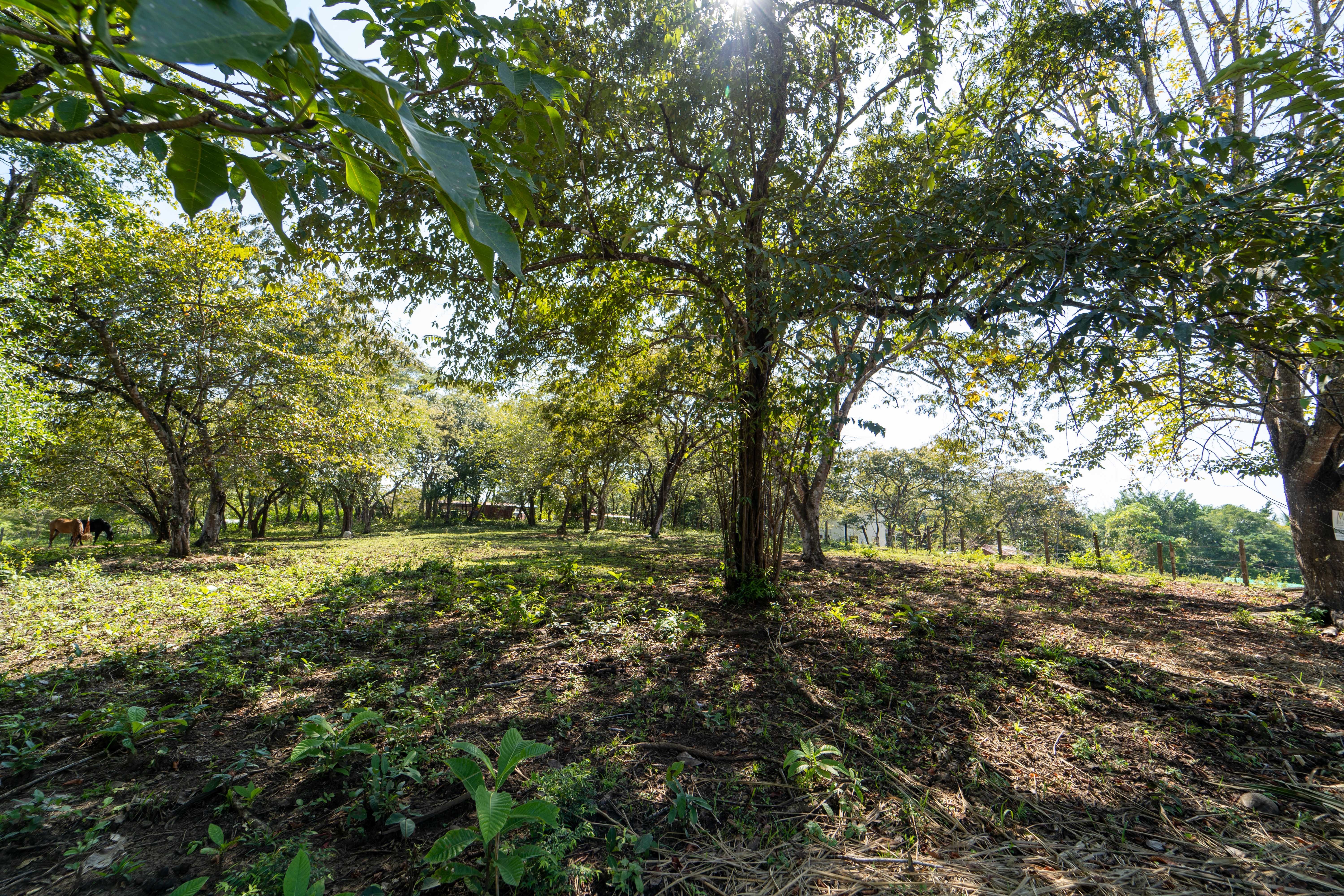 0 bed Land For Sale in Samara, Guanacaste - thumb 6