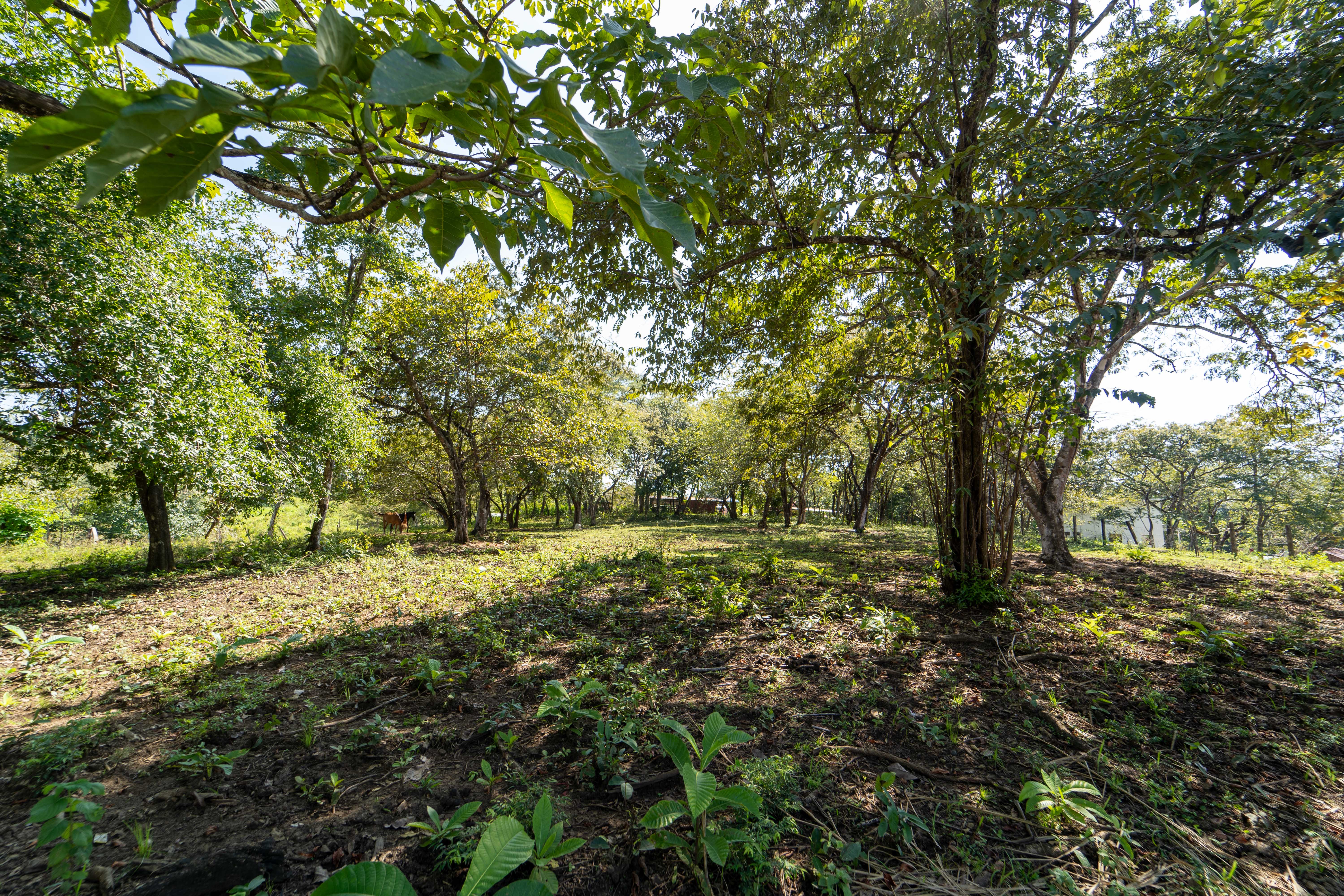 0 bed Land For Sale in Samara, Guanacaste - thumb 7