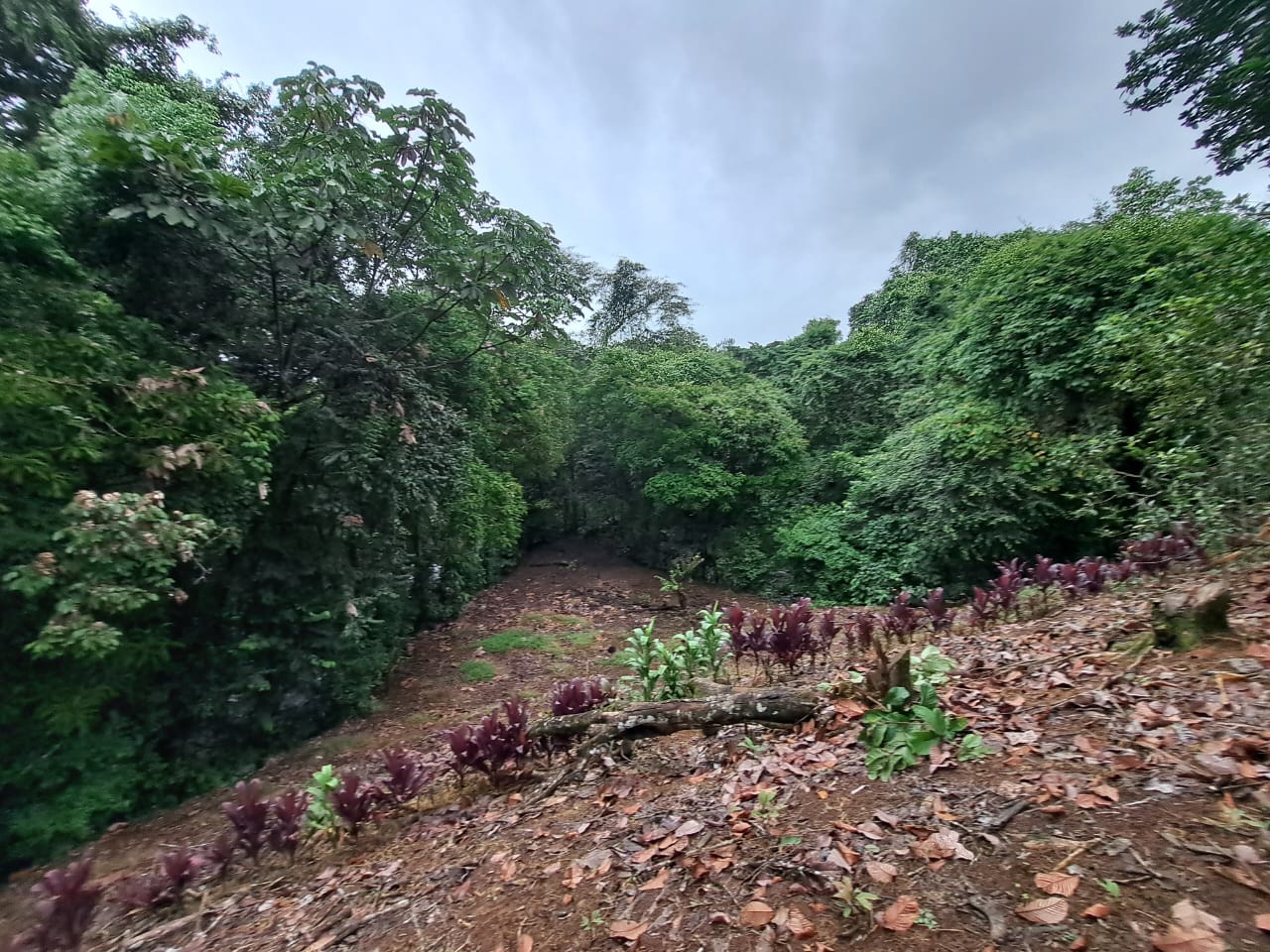 1 bed Land For Sale in La Fortuna, Alajuela - thumb 1