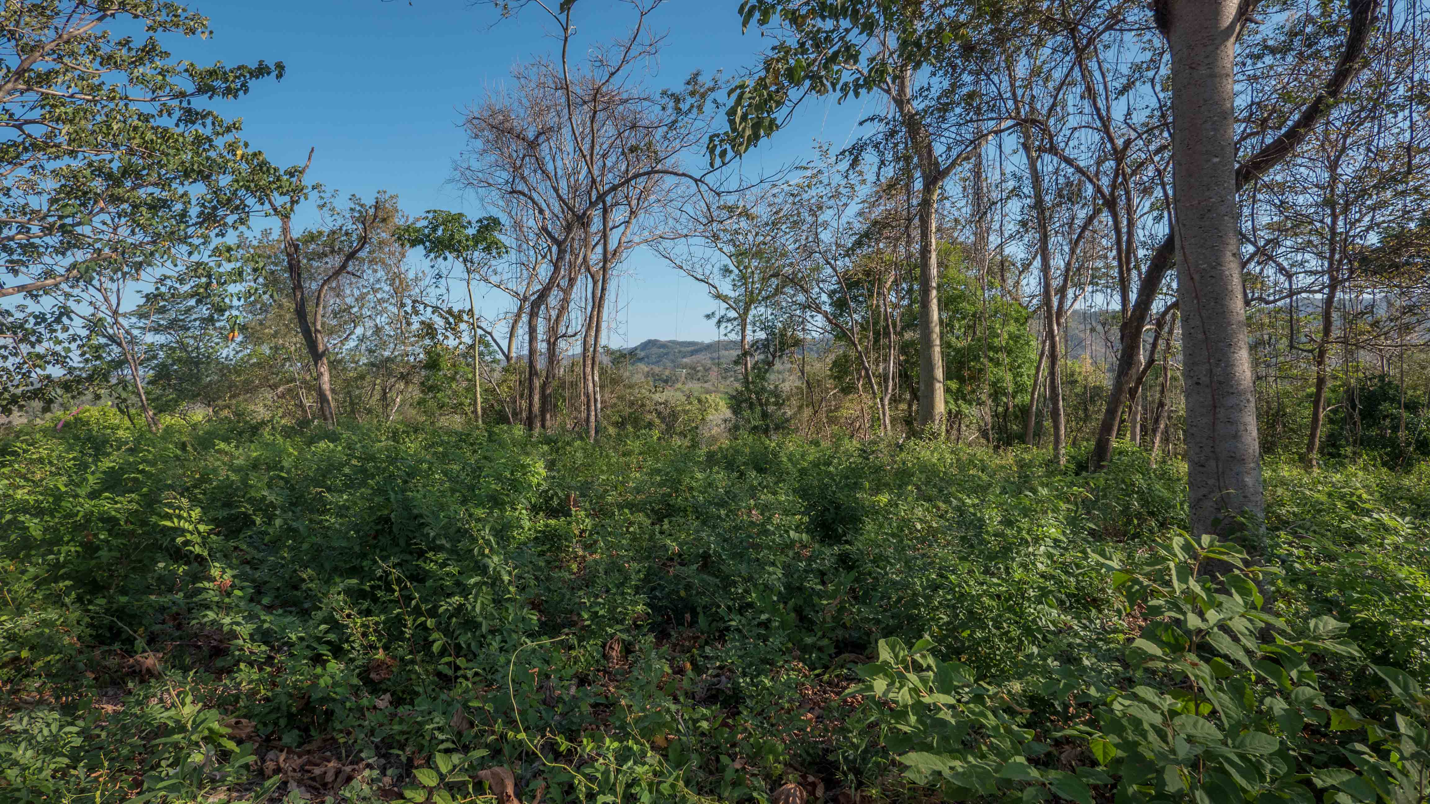 0 bed Land For Sale in Nosara, Guanacaste - thumb 11