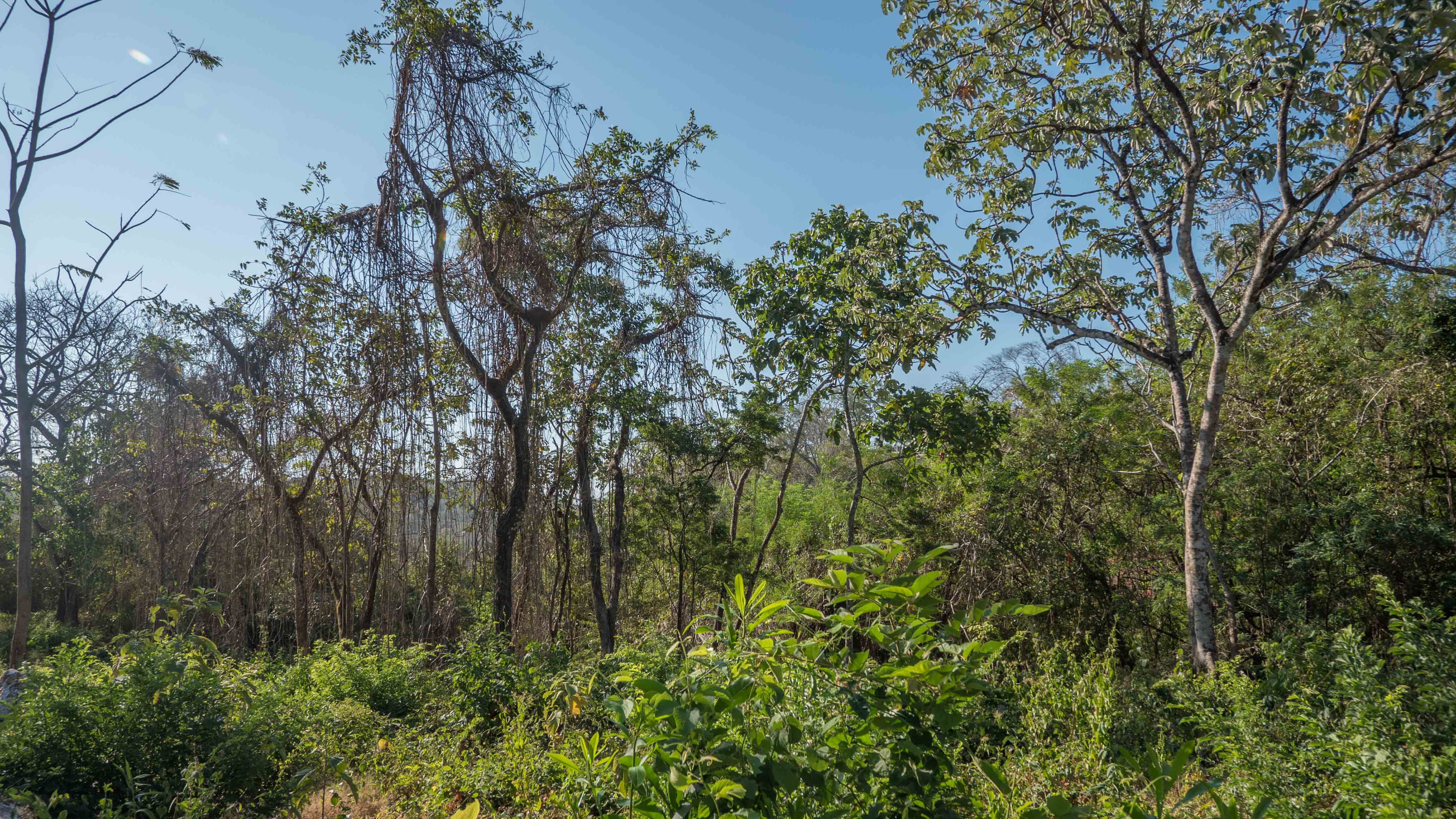 0 bed Land For Sale in Nosara, Guanacaste - thumb 13
