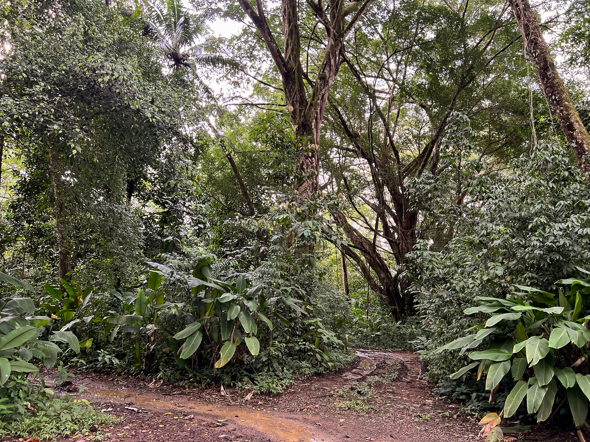 0 bed Land For Sale in Uvita, Puntarenas - thumb 8