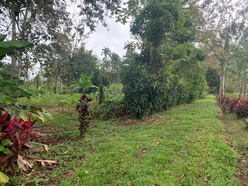 4 bed Single Family Homes For Sale in La Fortuna, Alajuela - thumb 5