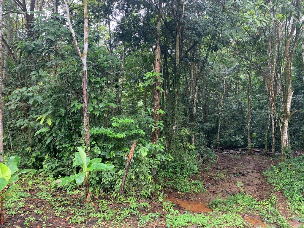 4 bed Single Family Homes For Sale in La Fortuna, Alajuela - thumb 6