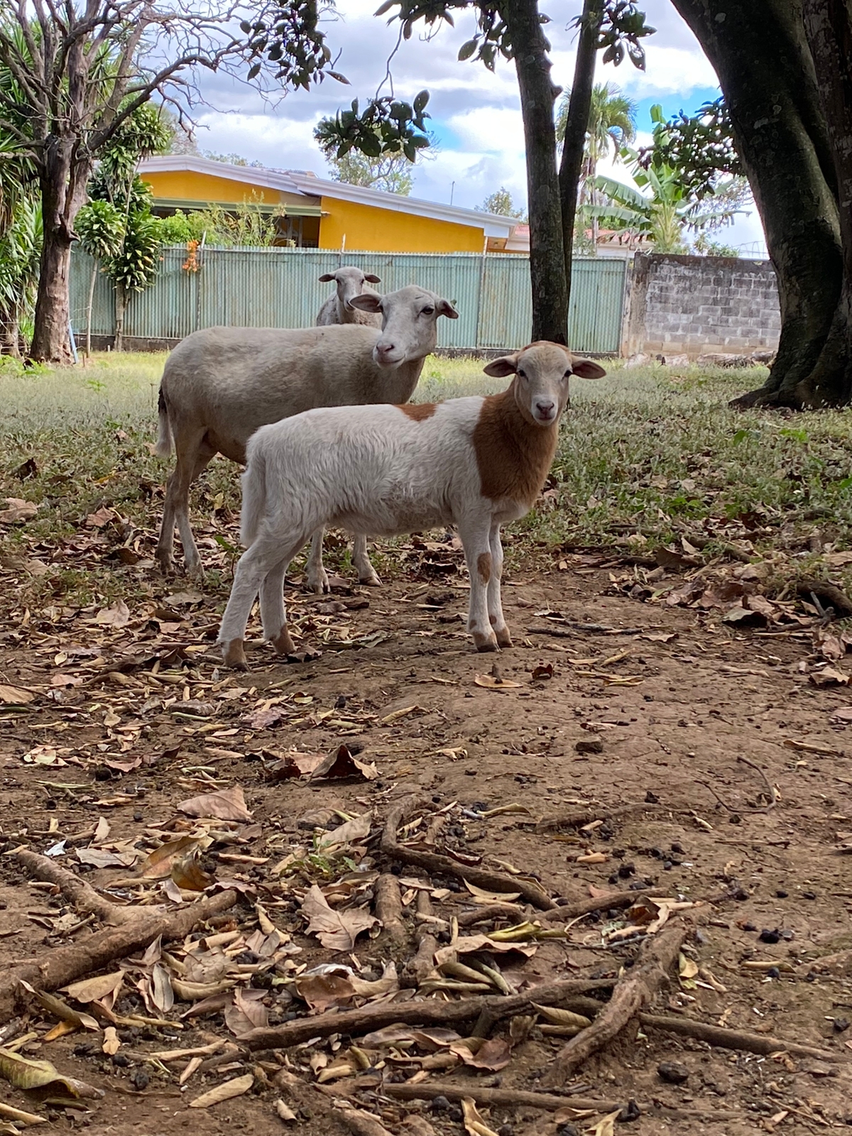 4 bed Single Family Homes For Sale in Alajuela, Alajuela - thumb 21