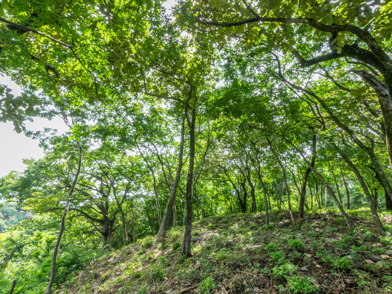 Land For Sale in Playa Guiones Costa Rica