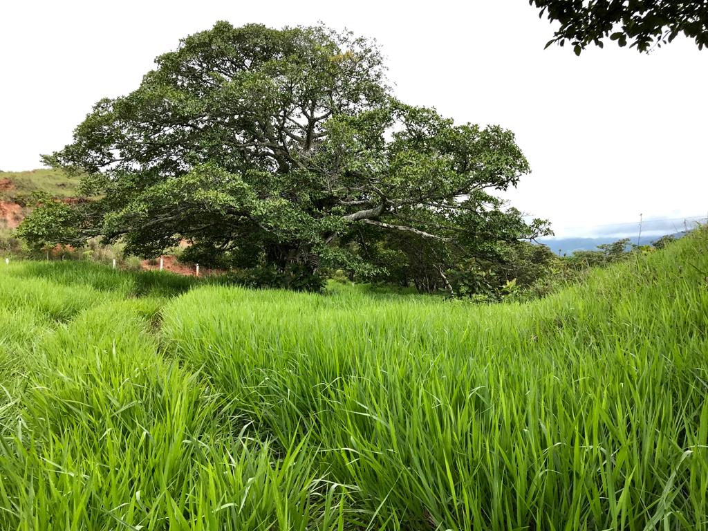 0 bed Land For Sale in Turrubares, San Jose - thumb 3