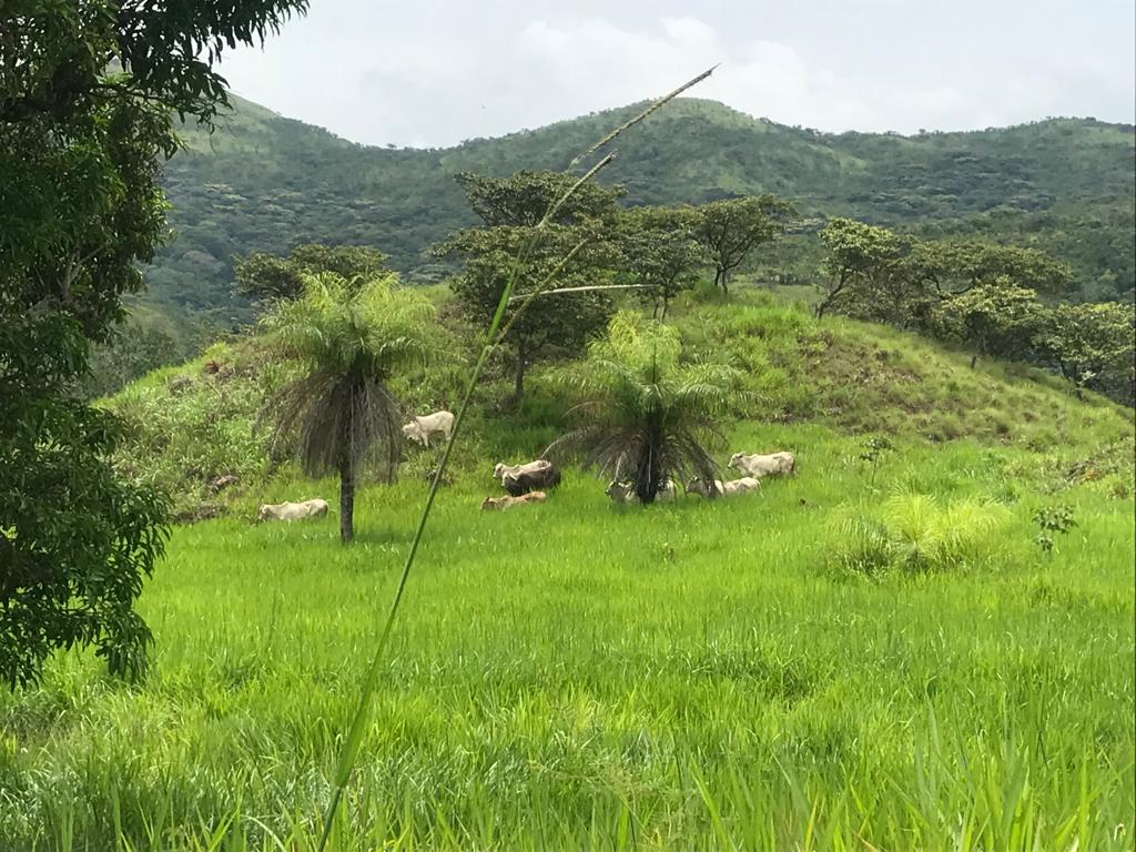 0 bed Land For Sale in Turrubares, San Jose - thumb 8