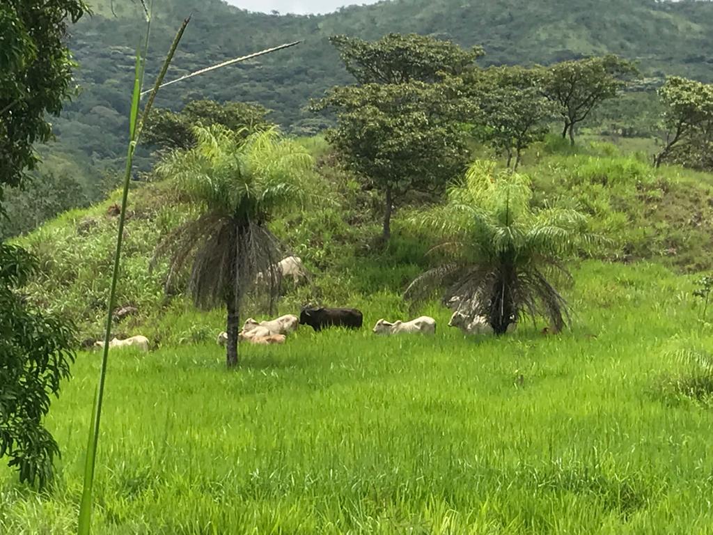 0 bed Land For Sale in Turrubares, San Jose - thumb 5