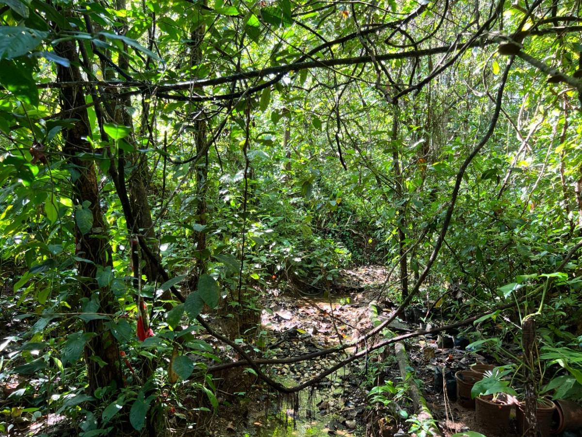 0 bed Land For Sale in Ojochal, Puntarenas - thumb 18