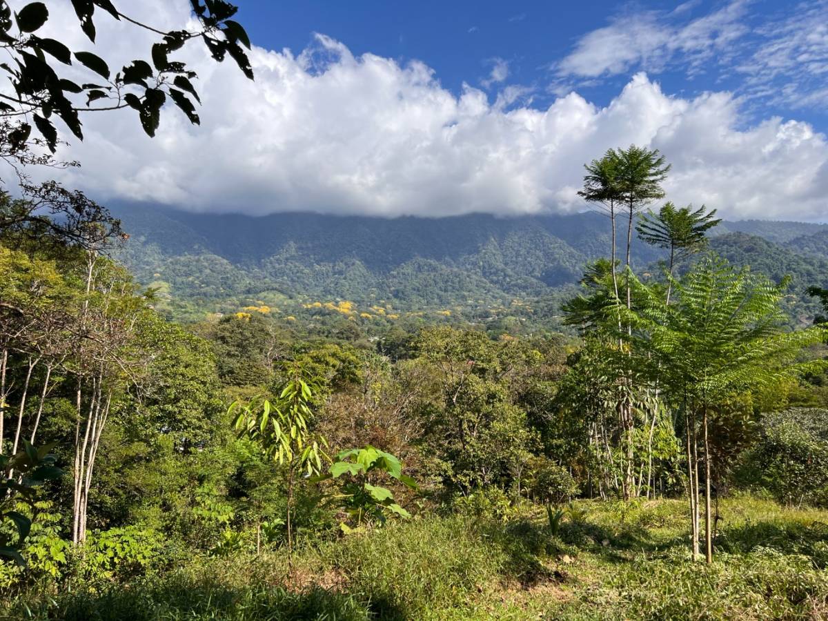 0 bed Land For Sale in Ojochal, Puntarenas - thumb 16