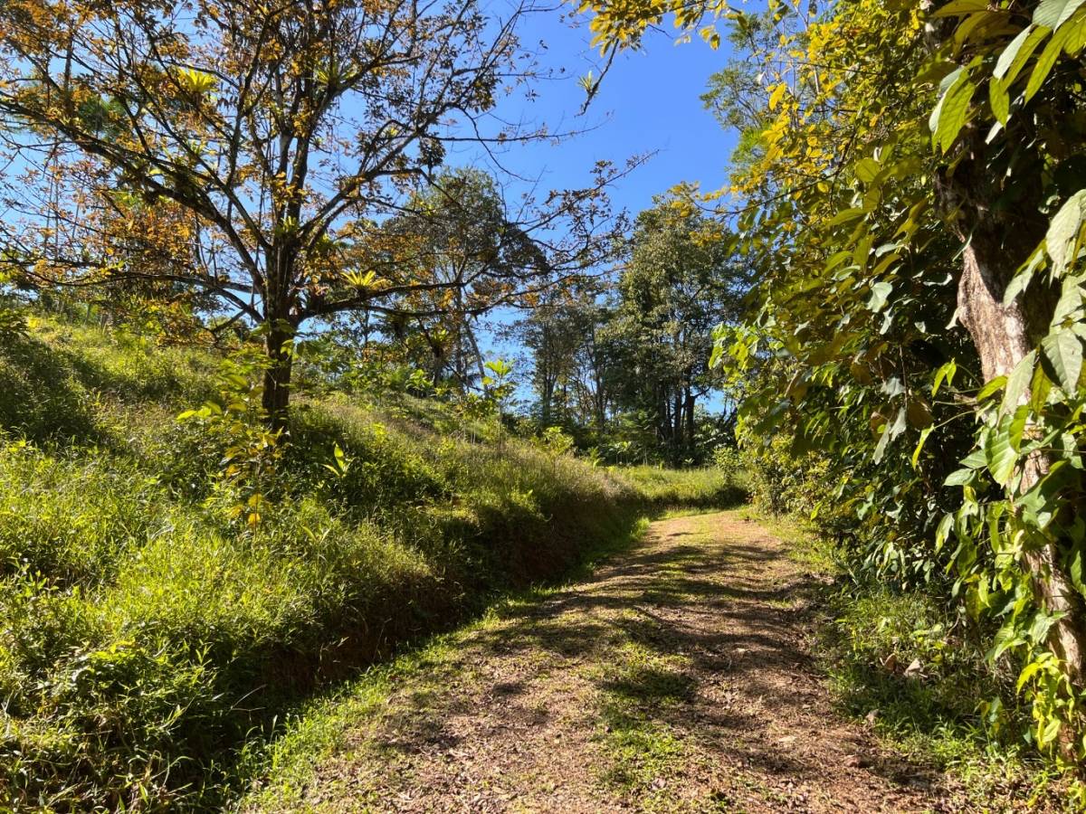 0 bed Land For Sale in Ojochal, Puntarenas - thumb 22