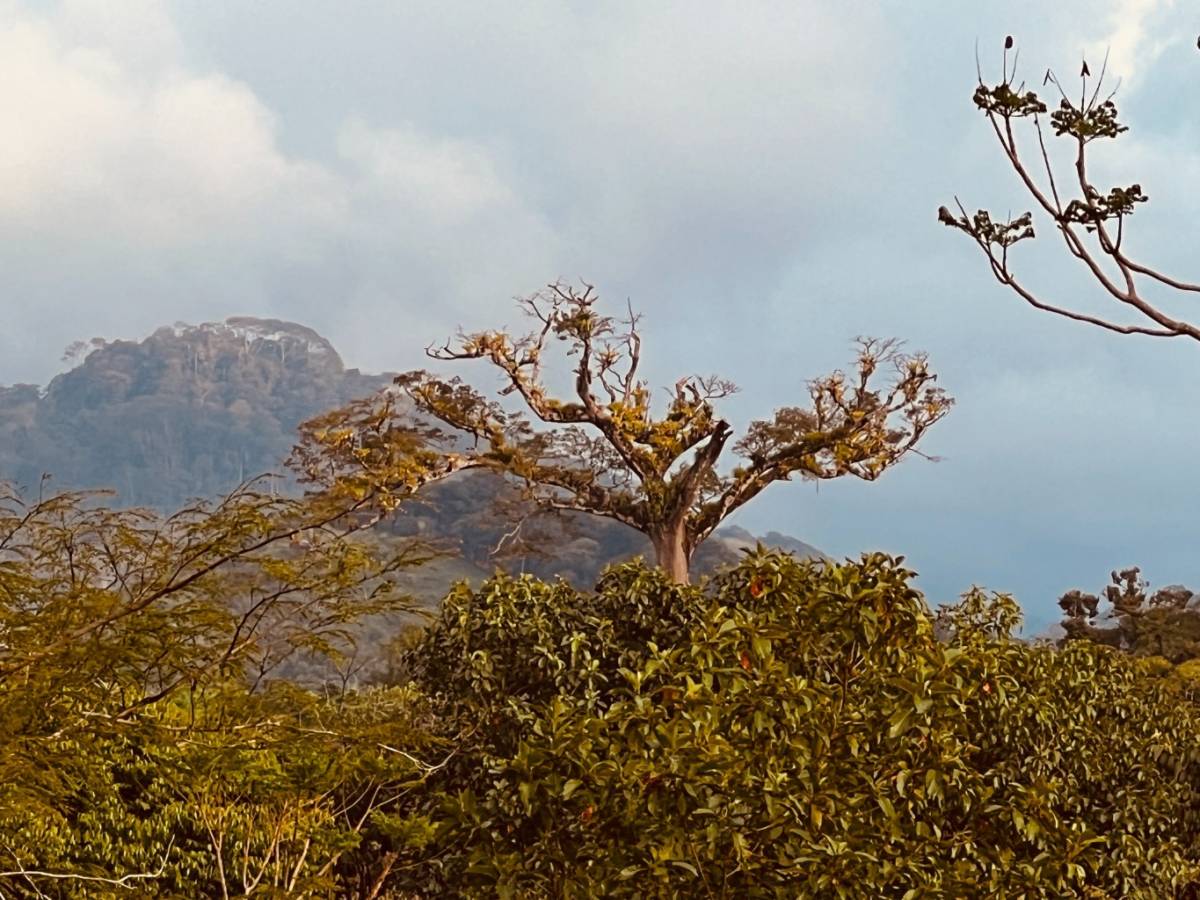 0 bed Land For Sale in Ojochal, Puntarenas - thumb 15