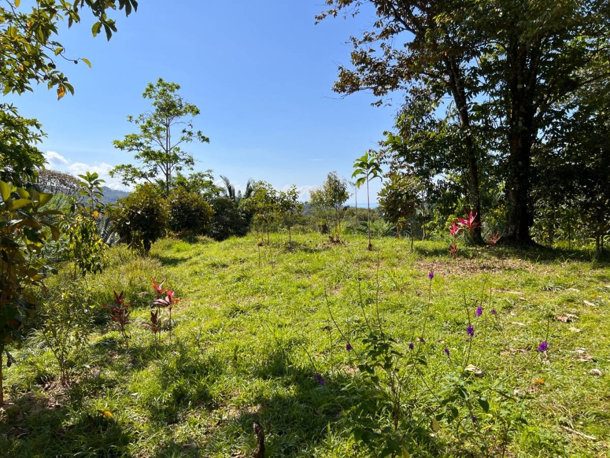 0 bed Land For Sale in Ojochal, Puntarenas - thumb 3