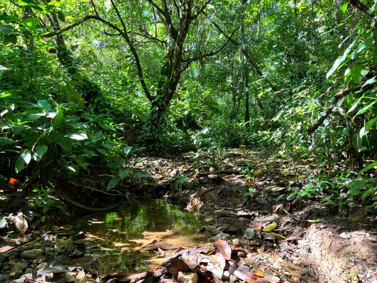 0 bed Land For Sale in Ojochal, Puntarenas - thumb 14