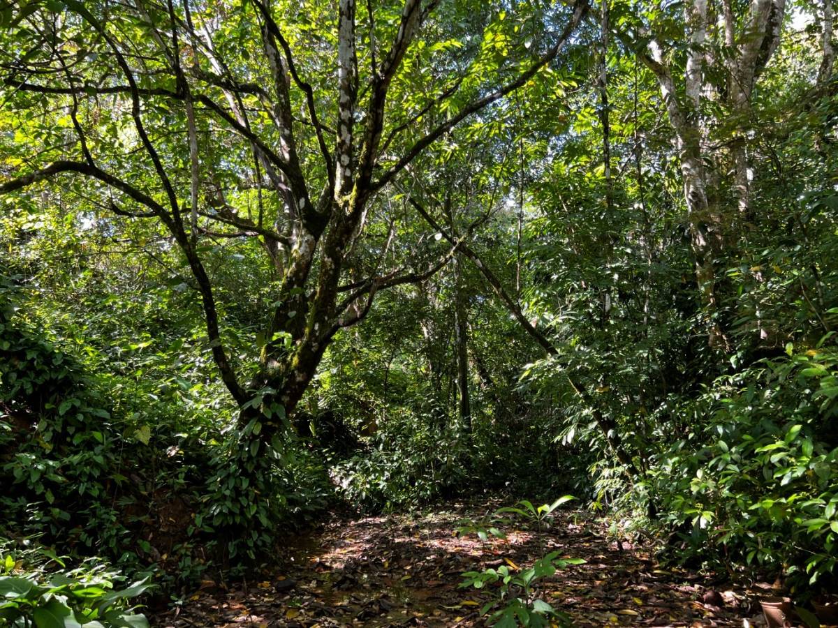 0 bed Land For Sale in Ojochal, Puntarenas - thumb 19