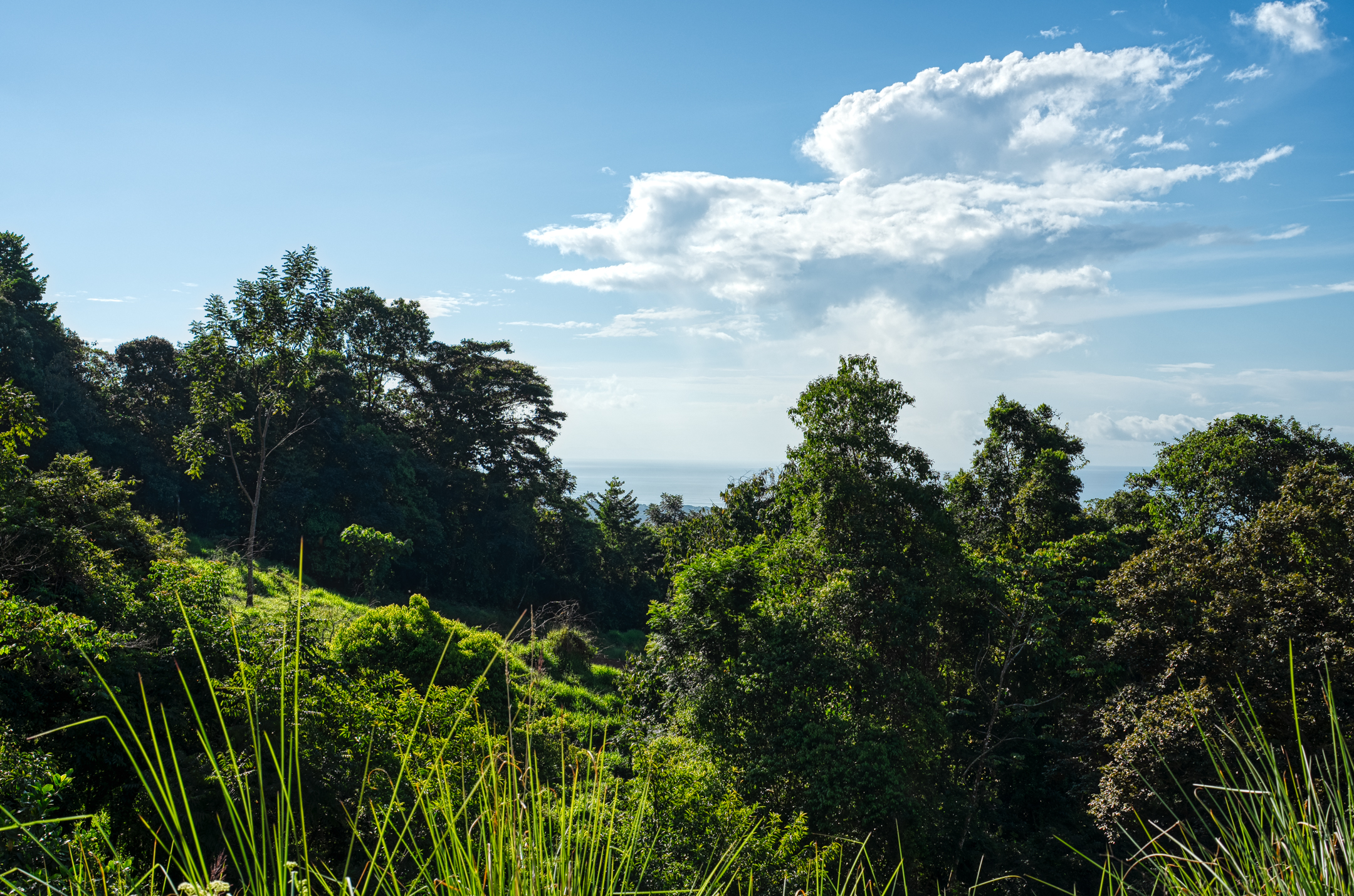 0 bed Land For Sale in Dominical, Puntarenas - thumb 15