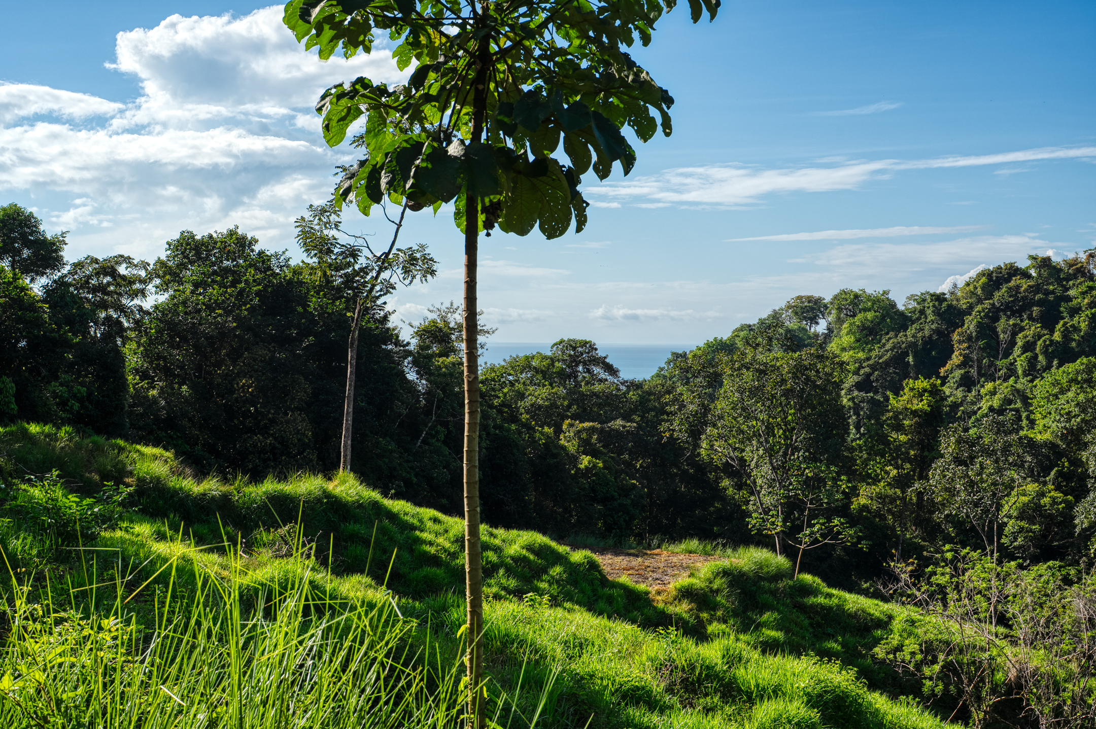 0 bed Land For Sale in Dominical, Puntarenas - thumb 13
