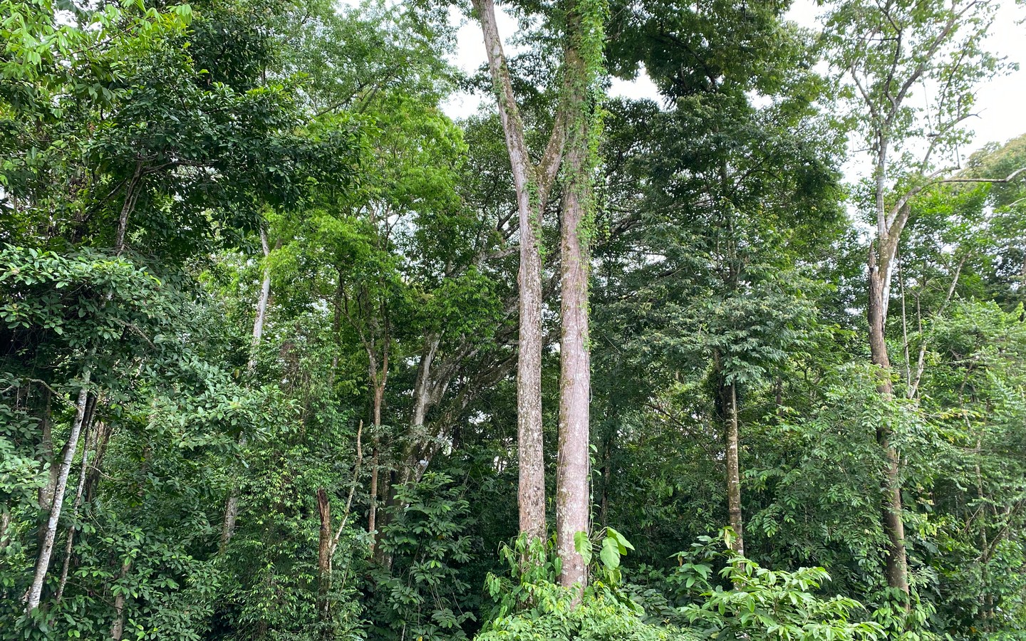 0 bed Land For Sale in Uvita, Puntarenas - thumb 21