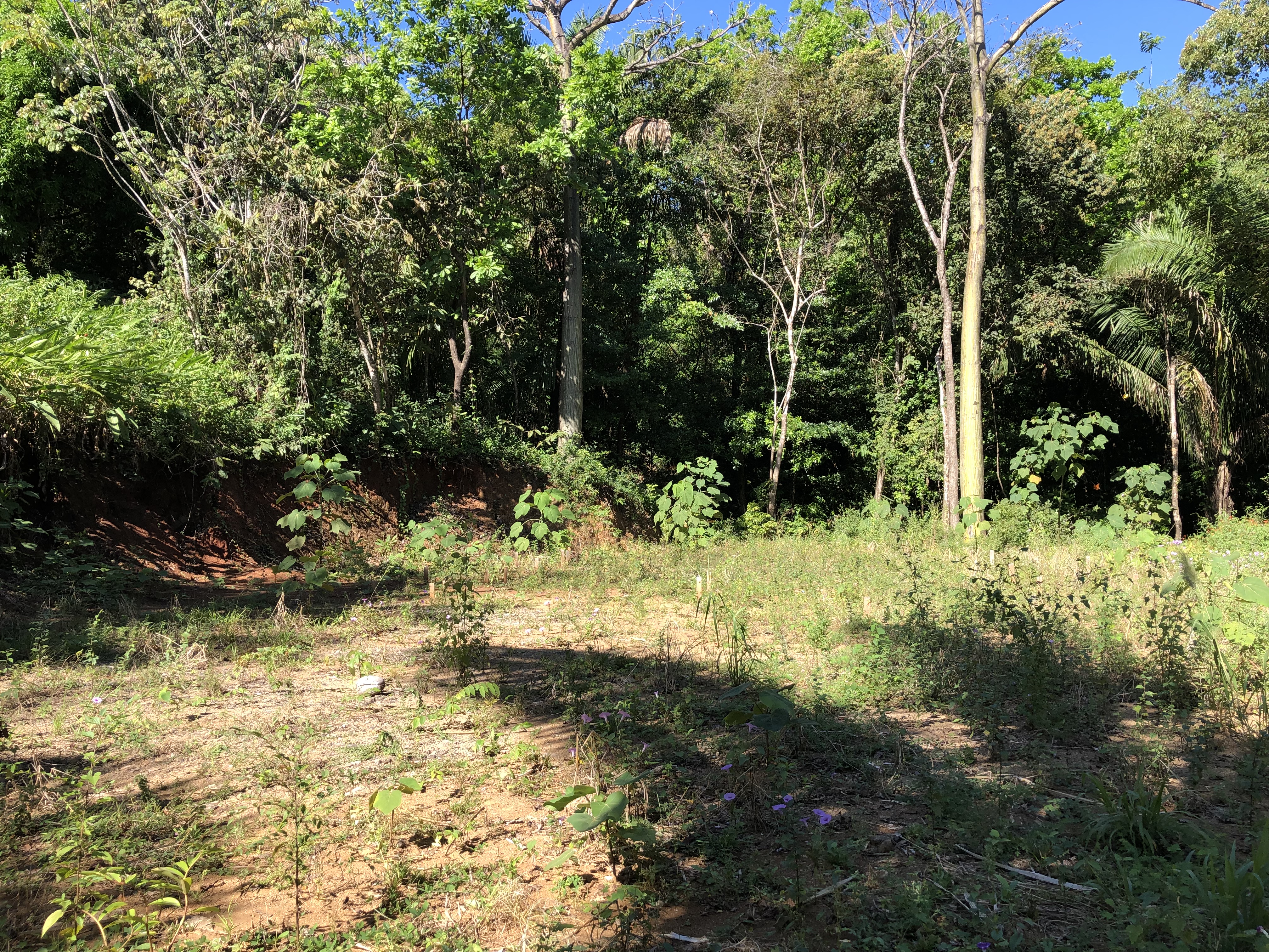 0 bed Land For Sale in Samara, Guanacaste - thumb 2