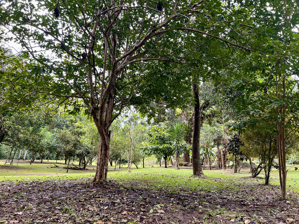 0 bed Land For Sale in Ojochal, Puntarenas - thumb 16