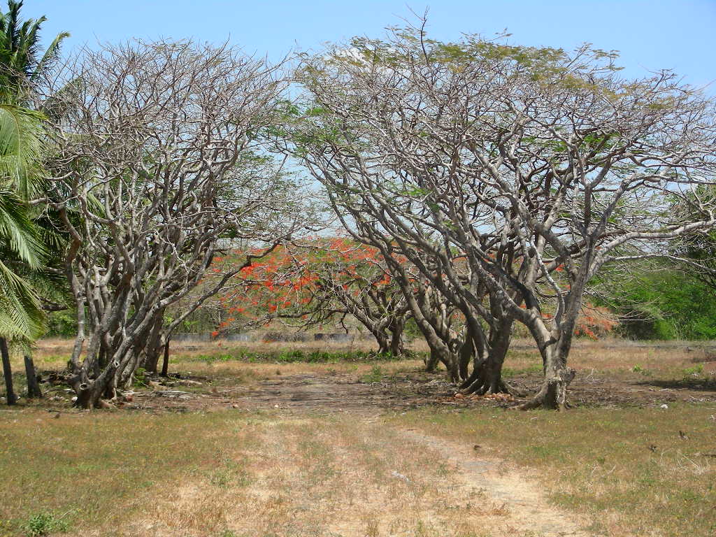 0 bed Land For Sale in Junquillal, Guanacaste - thumb 1