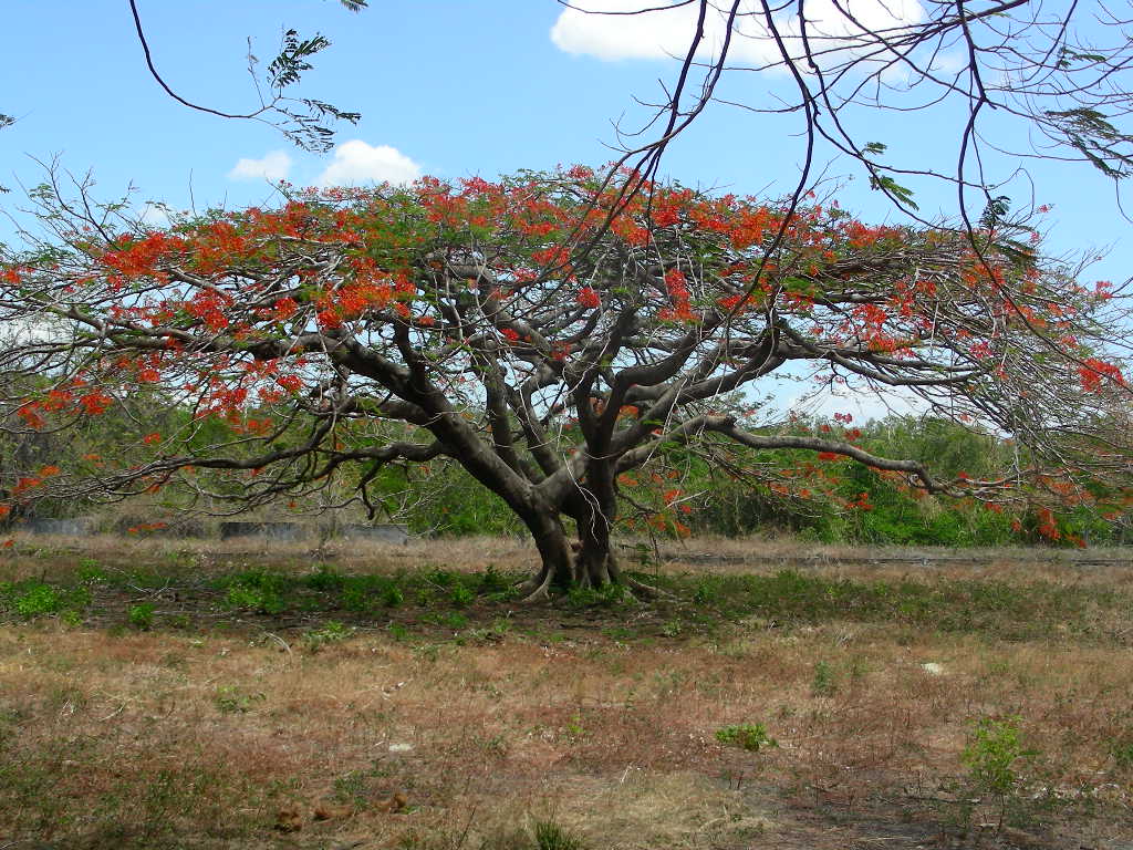 0 bed Land For Sale in Junquillal, Guanacaste - thumb 6