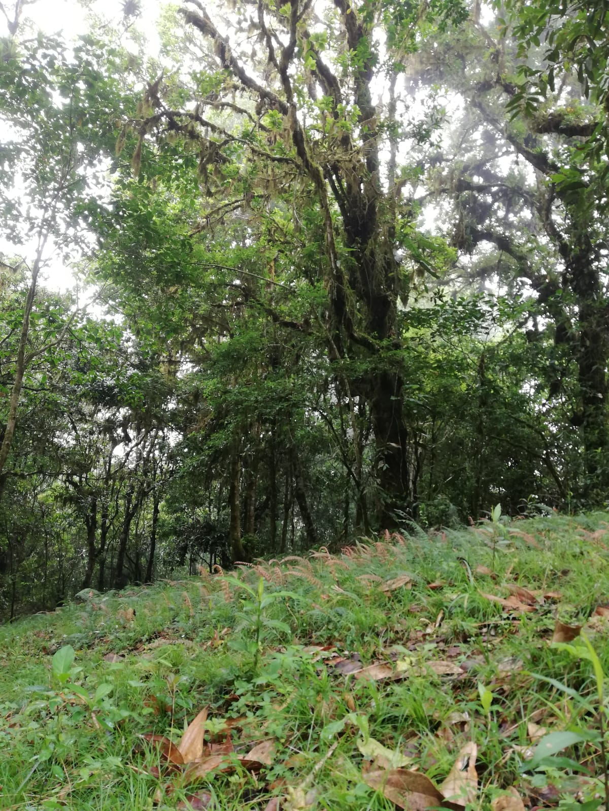 0 bed Land For Sale in Corralillo, Cartago - thumb 1