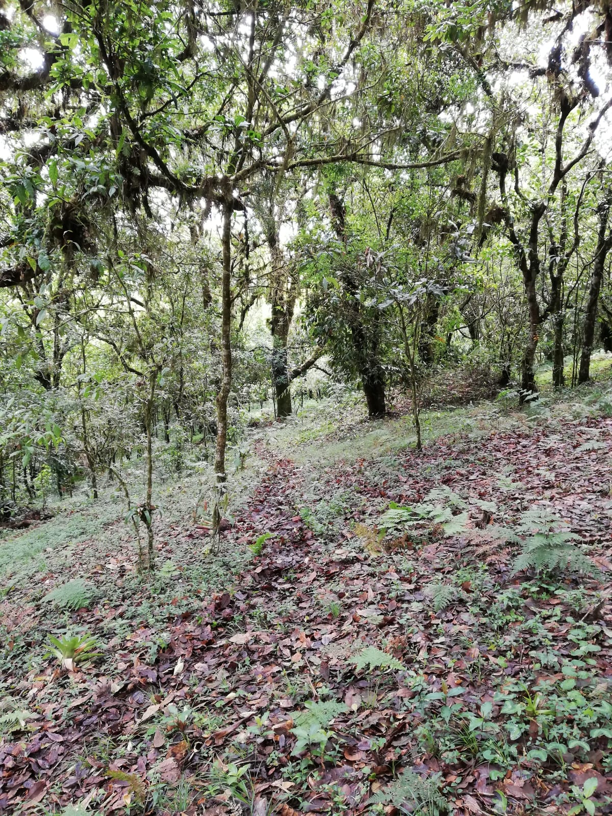 0 bed Land For Sale in Corralillo, Cartago - thumb 7