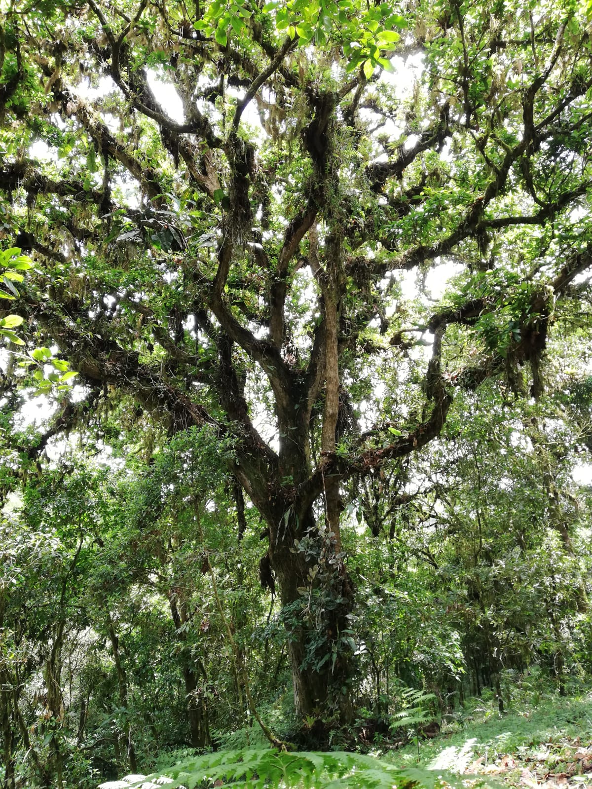 0 bed Land For Sale in Corralillo, Cartago - thumb 4