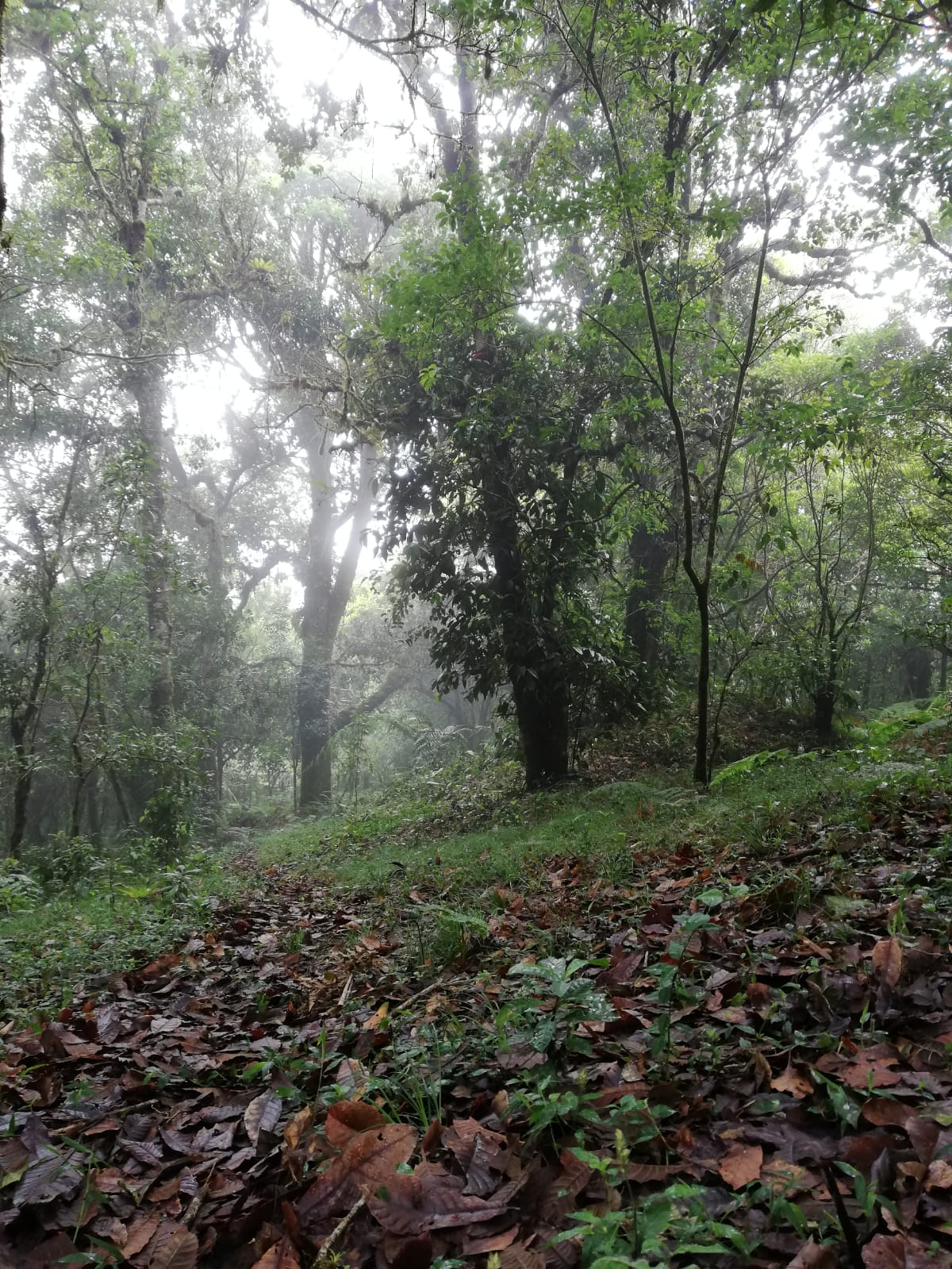 0 bed Land For Sale in Corralillo, Cartago - thumb 6